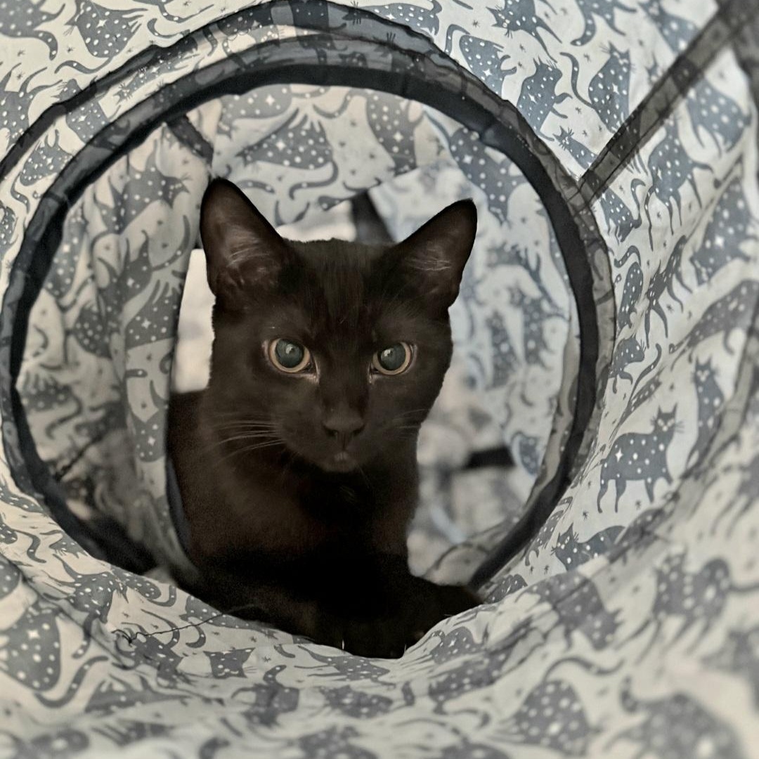 Enlarge Lime, an adopted Domestic Short Hair in Staten Island, NY image 4/6