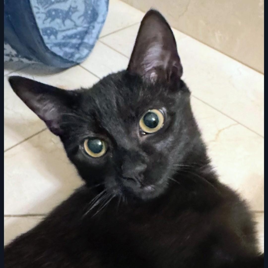 Enlarge Lime, an adopted Domestic Short Hair in Staten Island, NY image 5/6