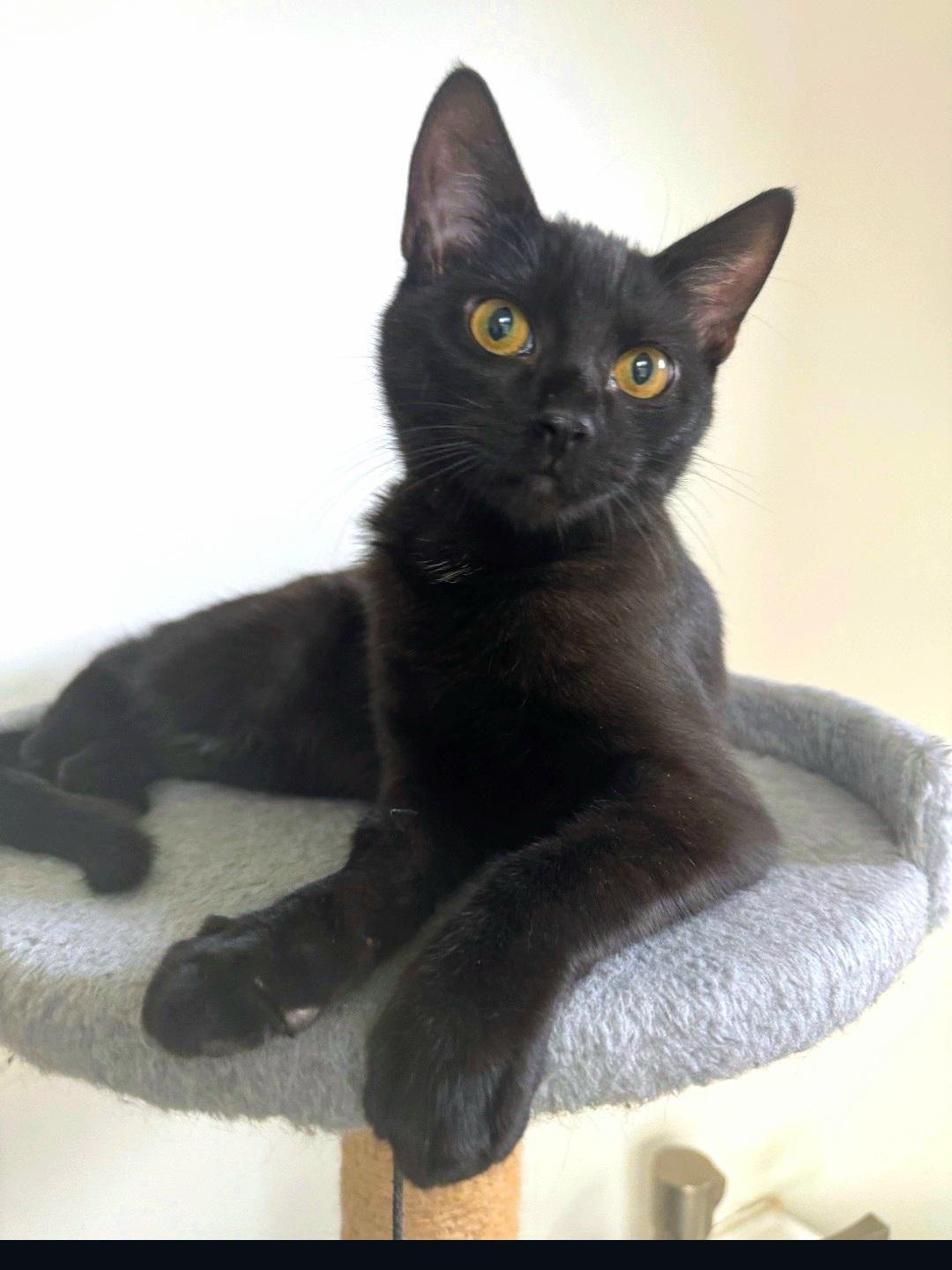 Enlarge Lime, an adopted Domestic Short Hair in Staten Island, NY image 6/6