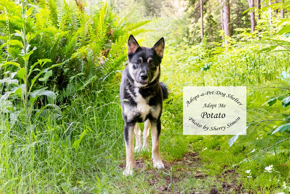 POTATO, a Adoptable mixed breed in Shelton, WA image 6/6
