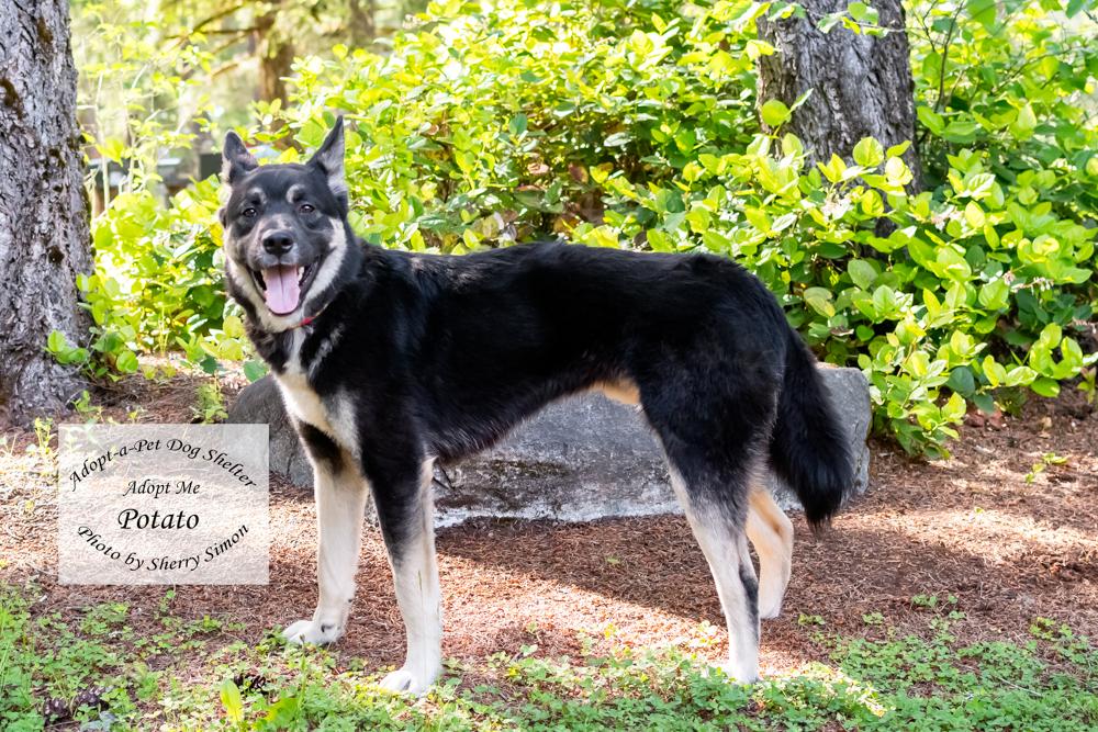 POTATO, a Adoptable mixed breed in Shelton, WA image 3/6