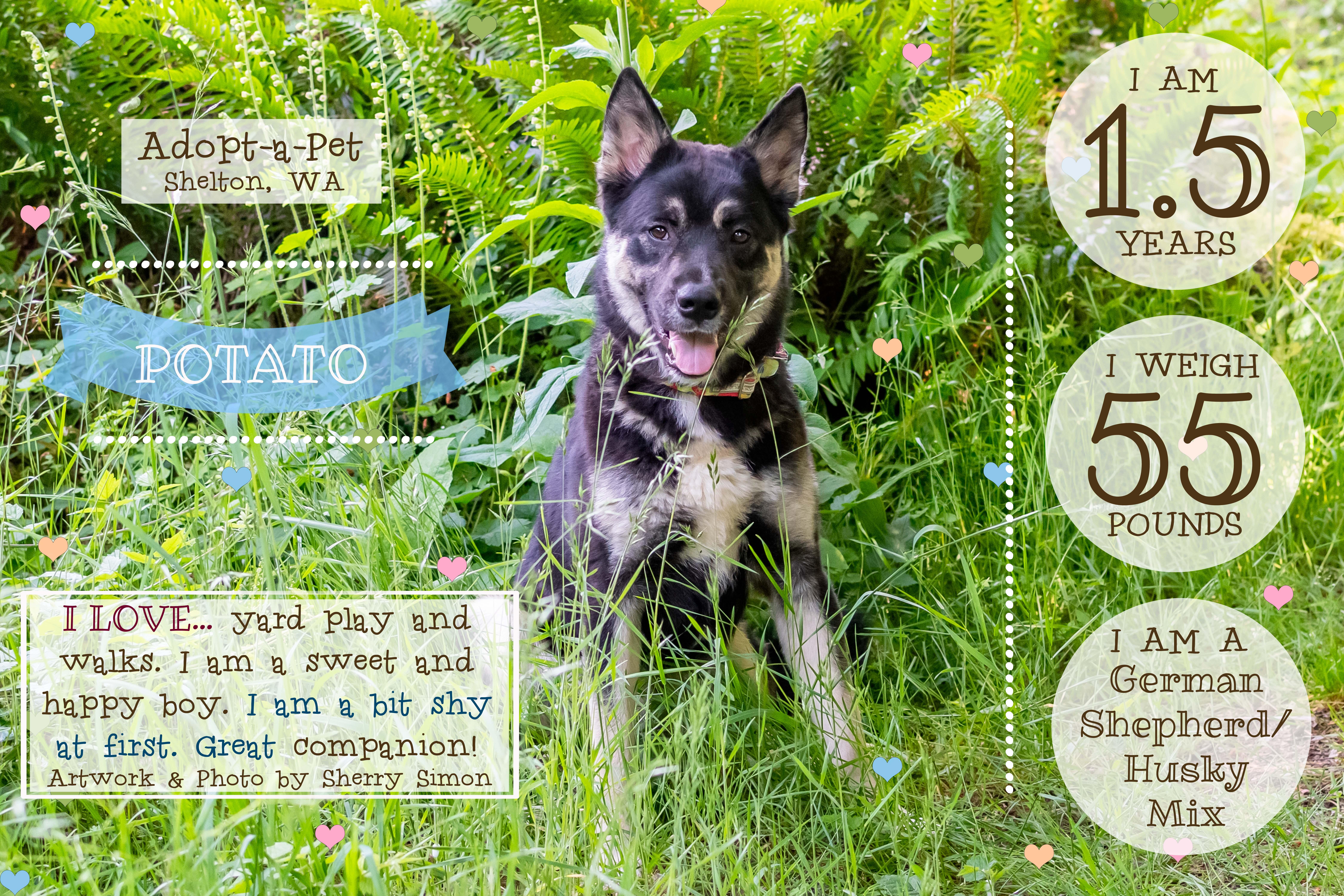 POTATO, a Adoptable mixed breed in Shelton, WA image 2/6