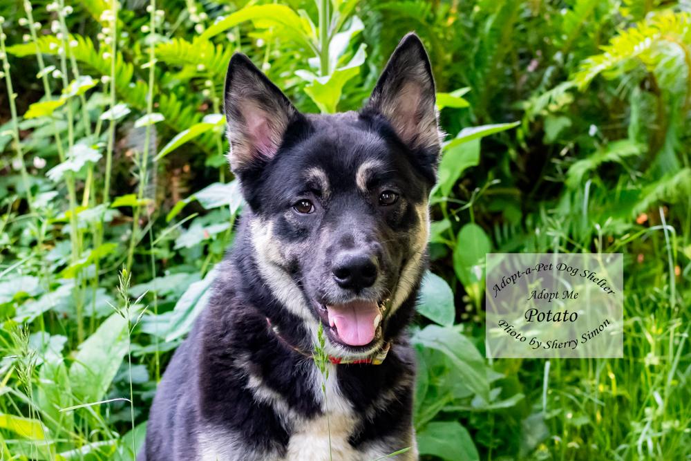 POTATO, Adoptable, Adult Male German Shepherd Dog & Husky.