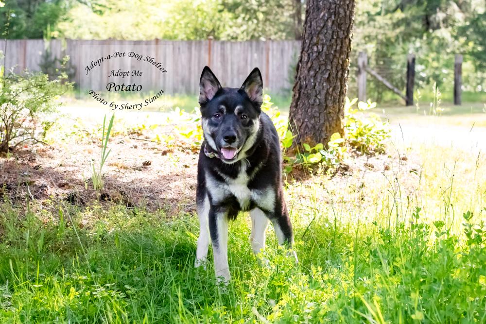 POTATO, a Adoptable mixed breed in Shelton, WA image 4/6