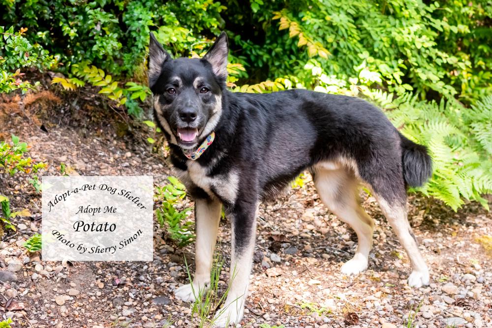 POTATO, a Adoptable mixed breed in Shelton, WA image 5/6