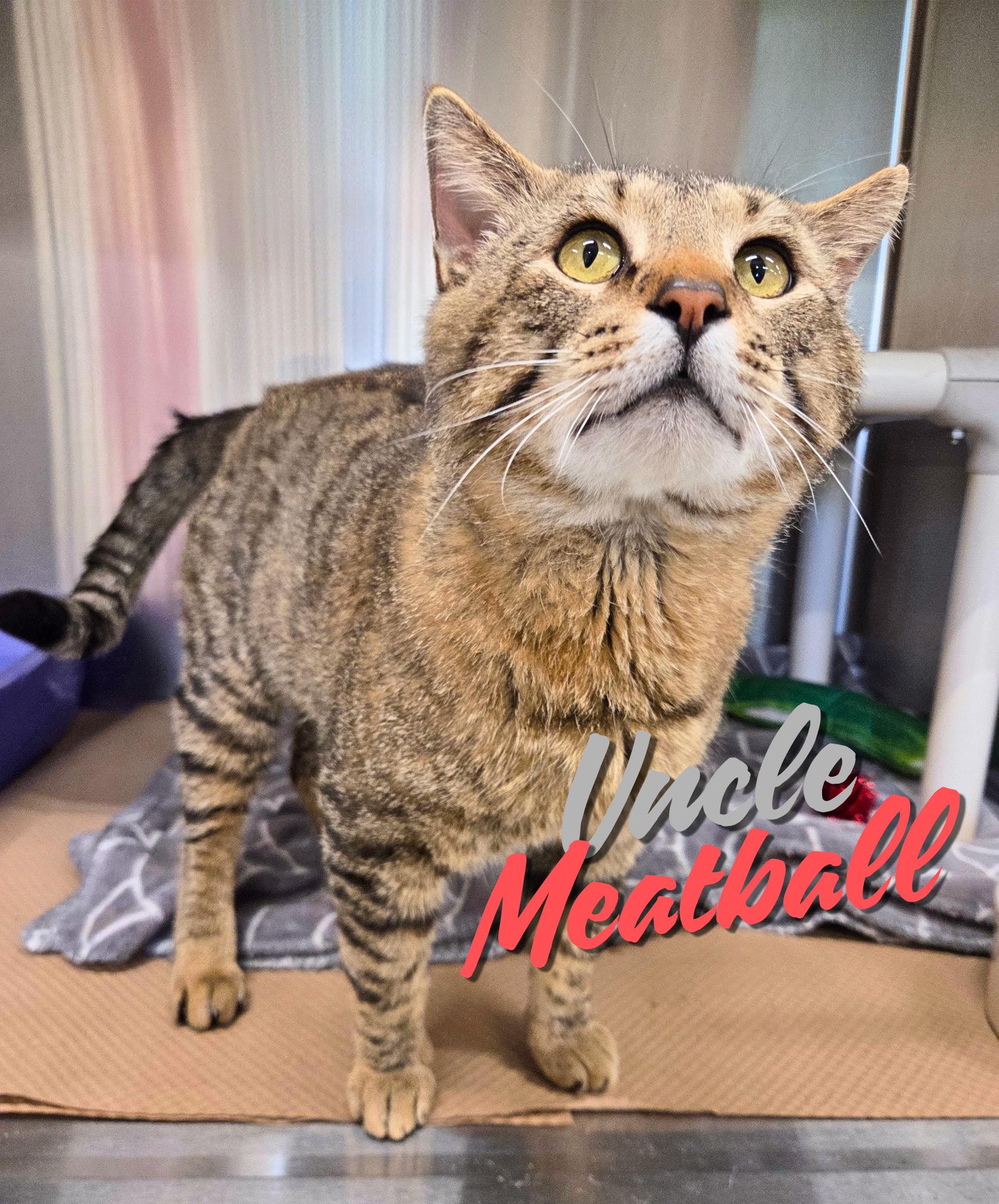 Uncle Meatball, ADOPTABLE, Adult Male Domestic Short Hair.