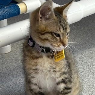 Max - Fun Little Guy! photo 3
