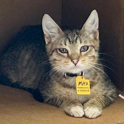 Max - Fun Little Guy!, Baby Male Tabby