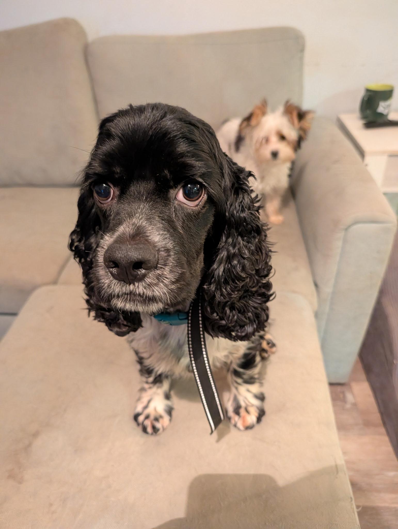 Freckles, a Adoptable Cocker Spaniel in Grove, OK image 2/3