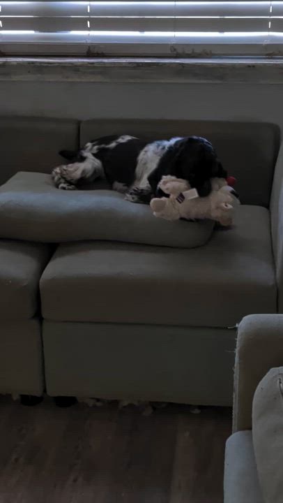 Enlarge Freckles, a Adoptable Cocker Spaniel in Grove, OK video 3/3