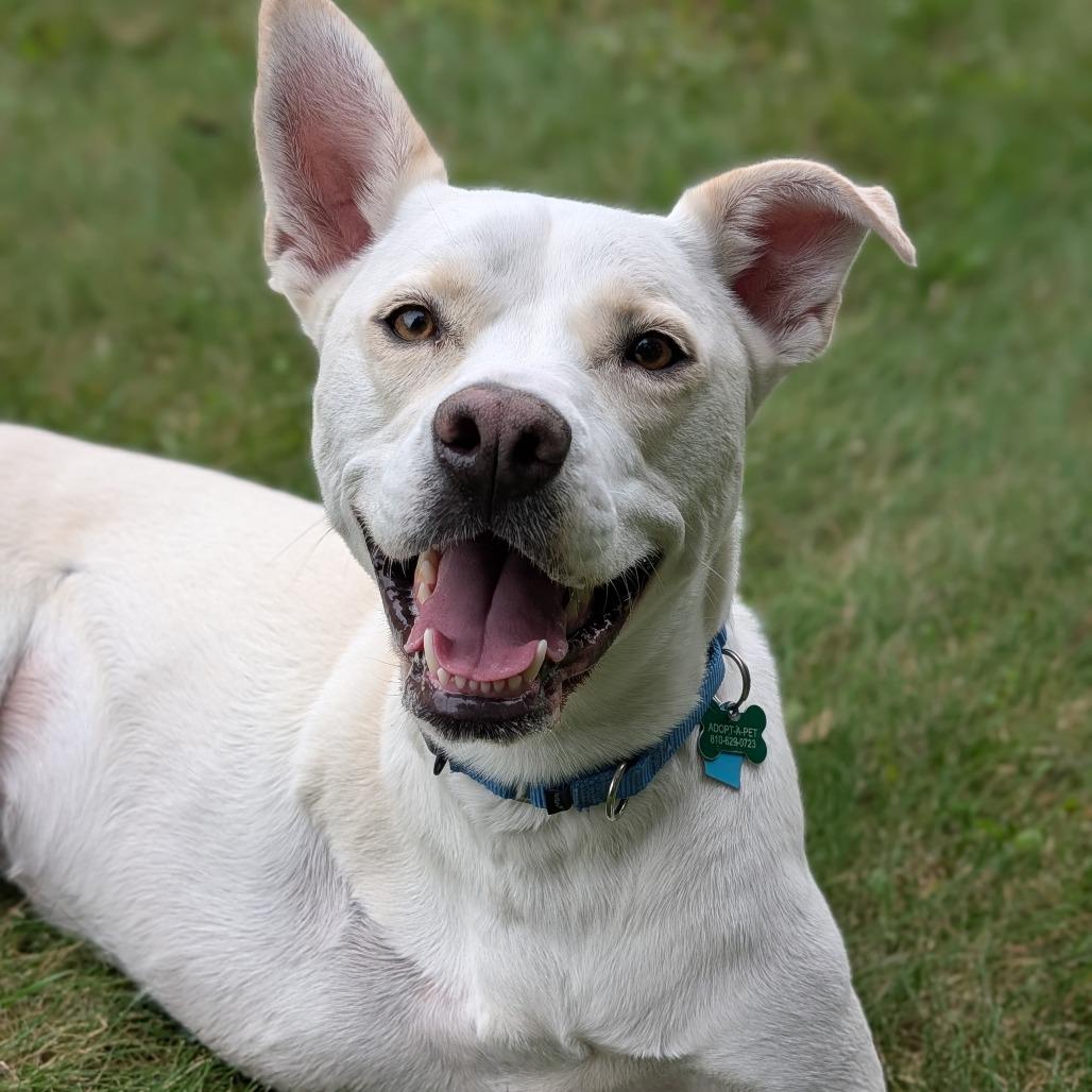 Enlarge Savannah, a Adoptable mixed breed in Fenton, MI image 2/4