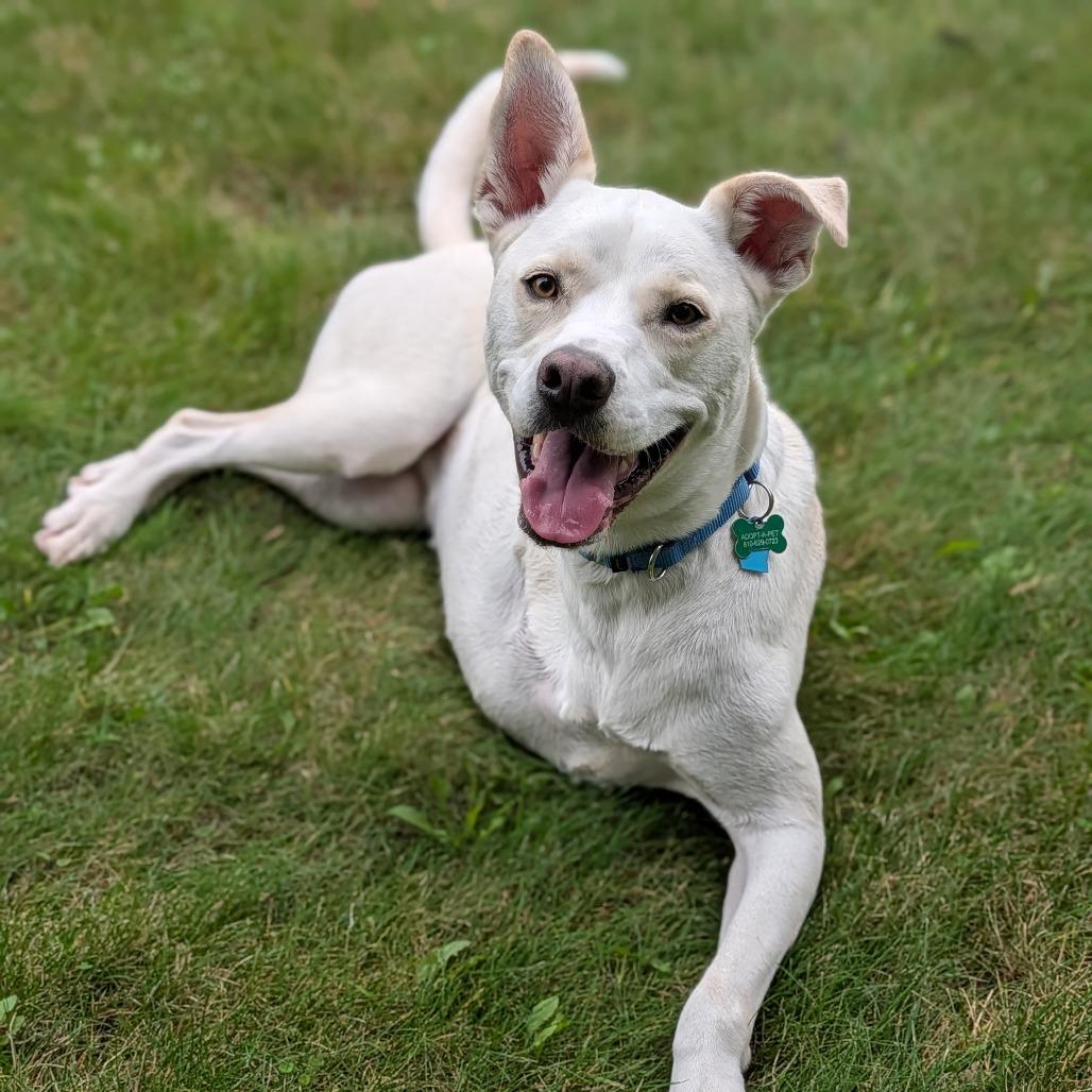 Enlarge Savannah, a Adoptable mixed breed in Fenton, MI image 4/4