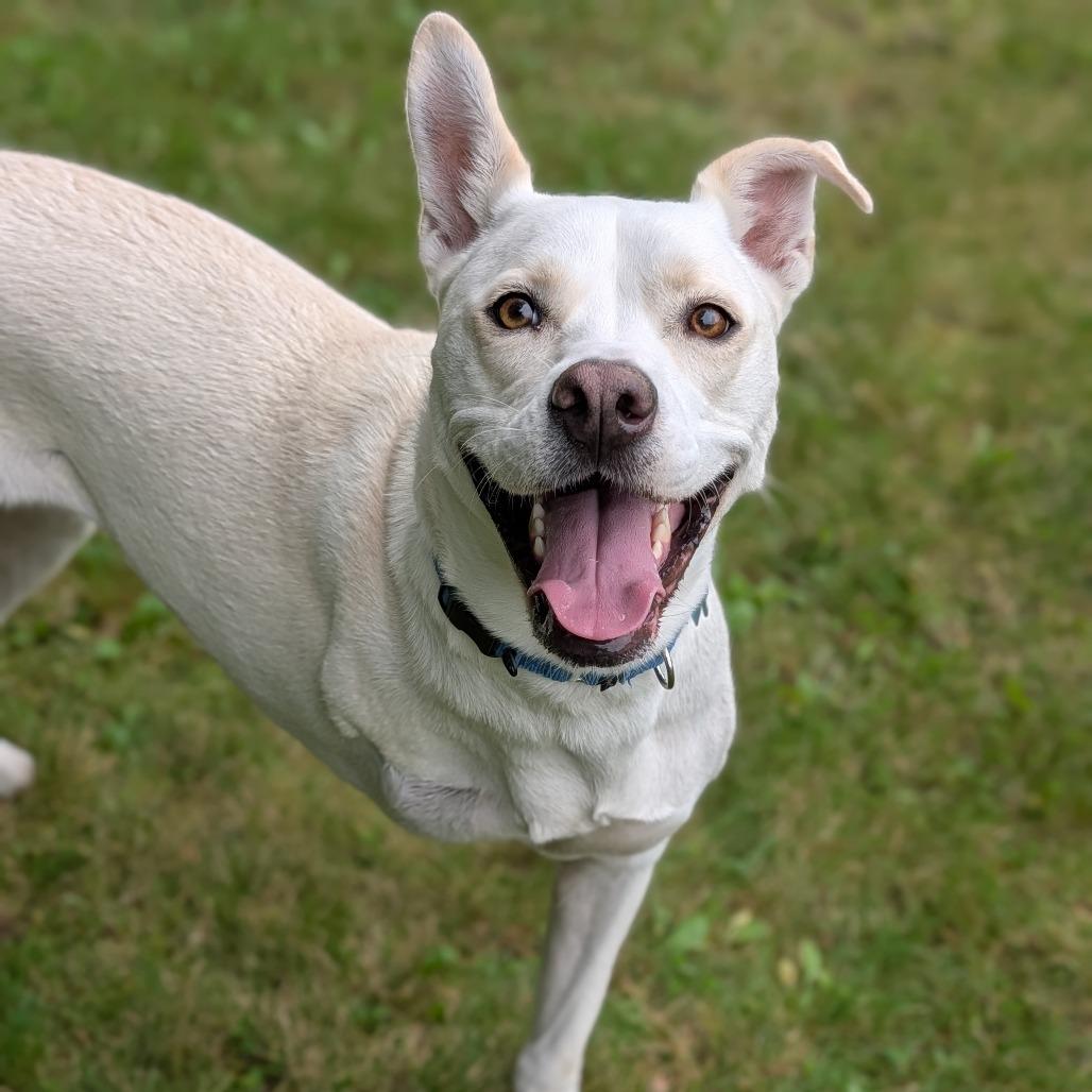 Savannah, Adoptable, Adult Female Husky & Shepherd.