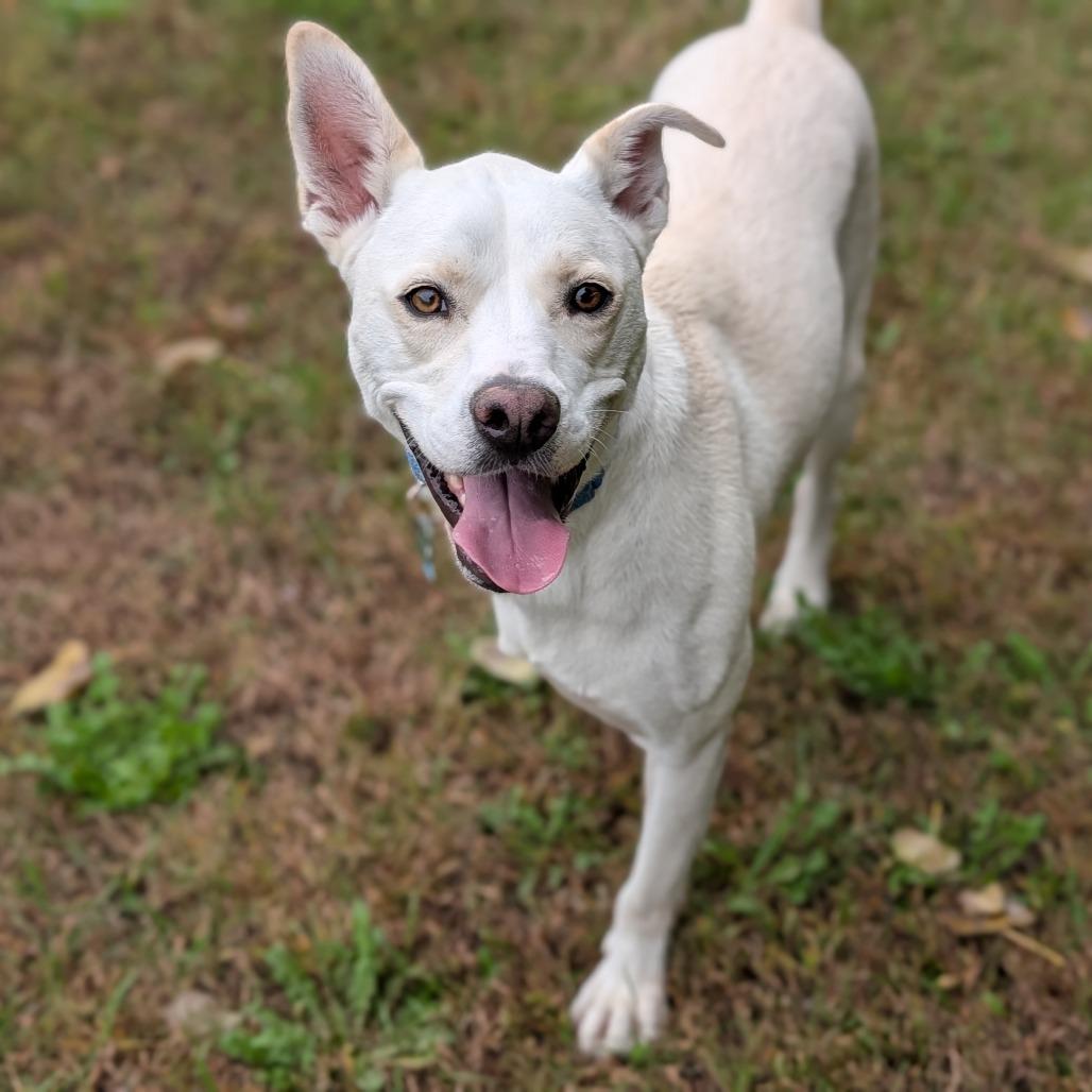 Enlarge Savannah, a Adoptable mixed breed in Fenton, MI image 3/4