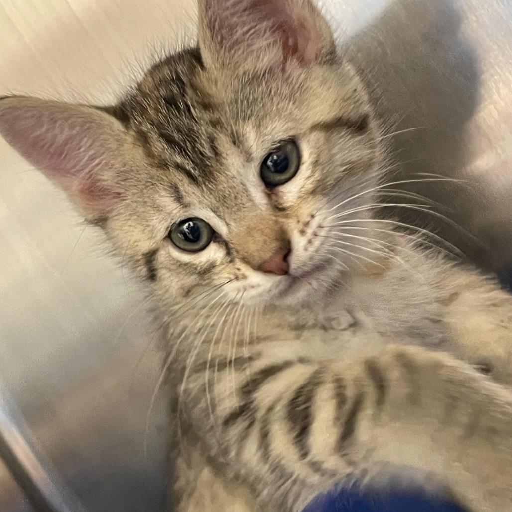 Doodle-in foster, Adoptable, Kitten Female Domestic Short Hair.