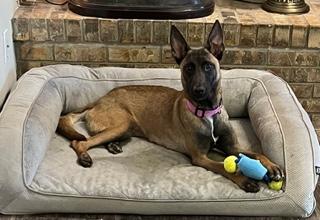 Enlarge Zara, a ADOPTABLE Belgian Shepherd / Malinois in Longwood, FL image 4/5