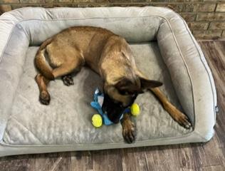 Enlarge Zara, a ADOPTABLE Belgian Shepherd / Malinois in Longwood, FL image 2/5