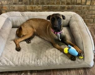 Zara, ADOPTABLE, Young Female Belgian Shepherd / Malinois.
