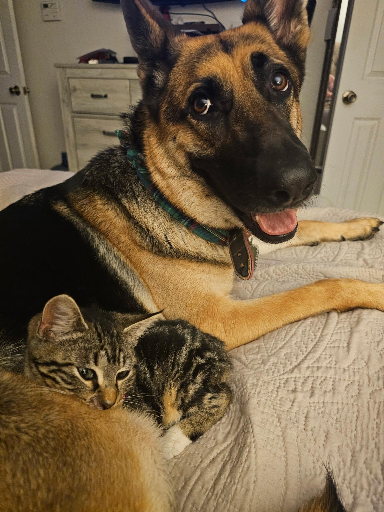 Enlarge Zara, a ADOPTABLE Belgian Shepherd / Malinois in Longwood, FL image 5/5