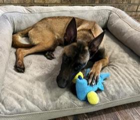 Enlarge Zara, a ADOPTABLE Belgian Shepherd / Malinois in Longwood, FL image 3/5