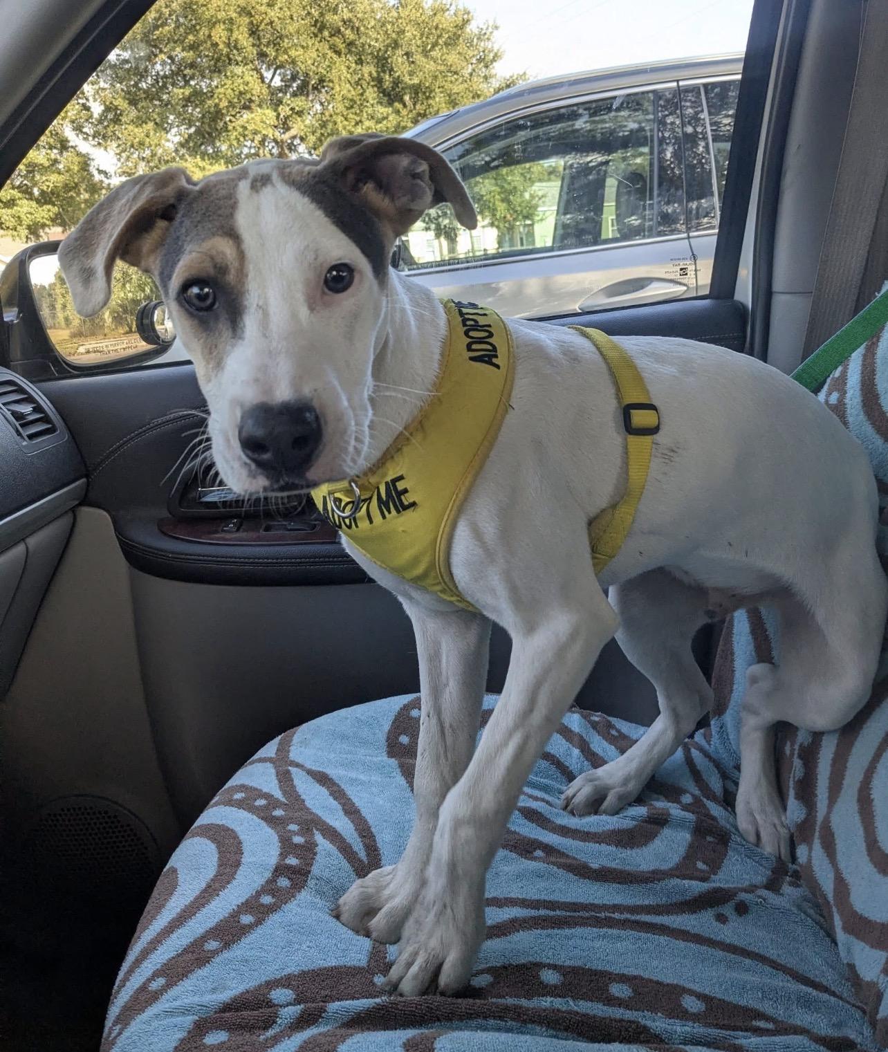 Enlarge Hobbs, an adoptable mixed breed in Pensacola, FL image 1/6