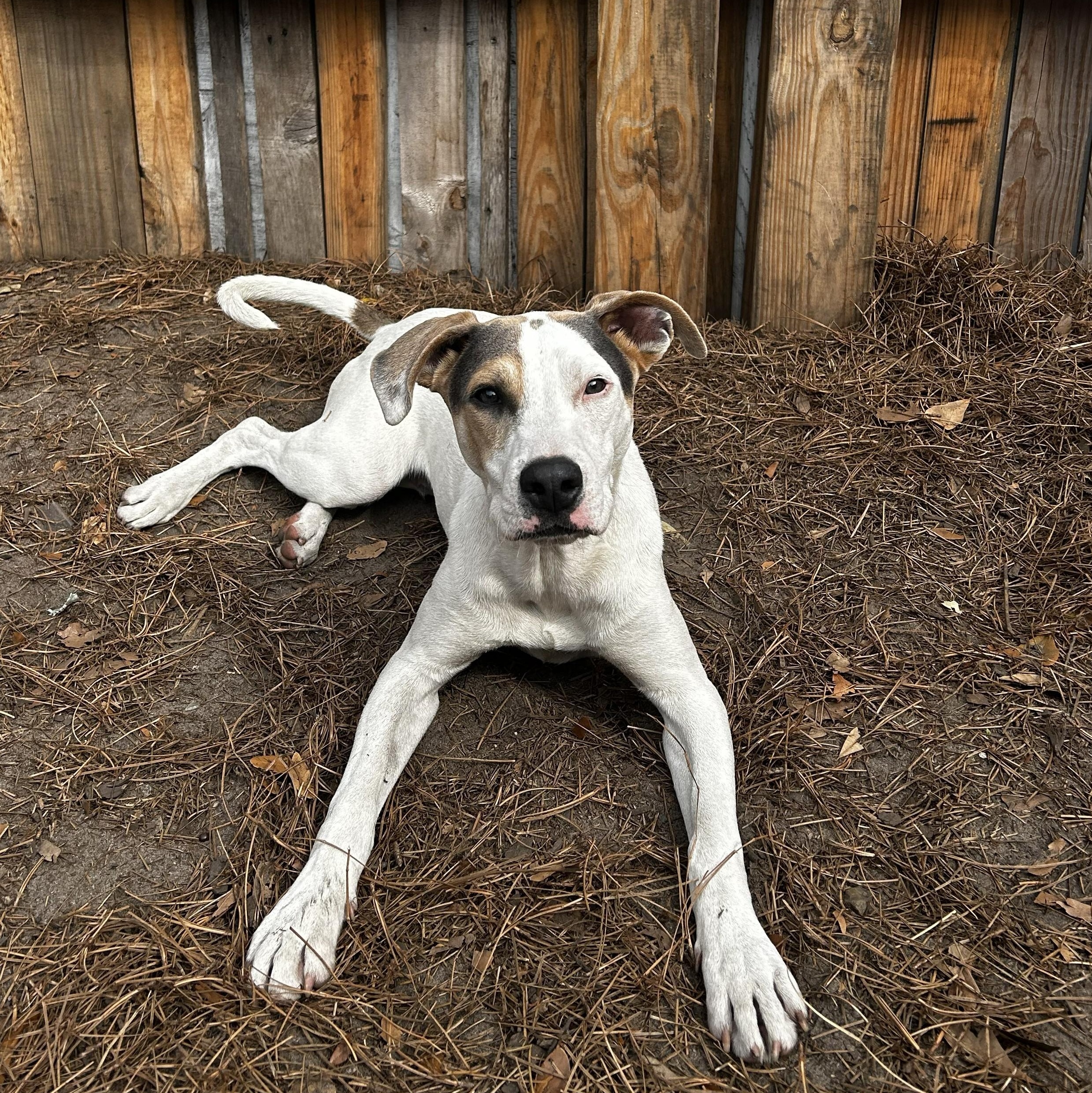Hobbs, adoptable, Young Male Doberman Pinscher.