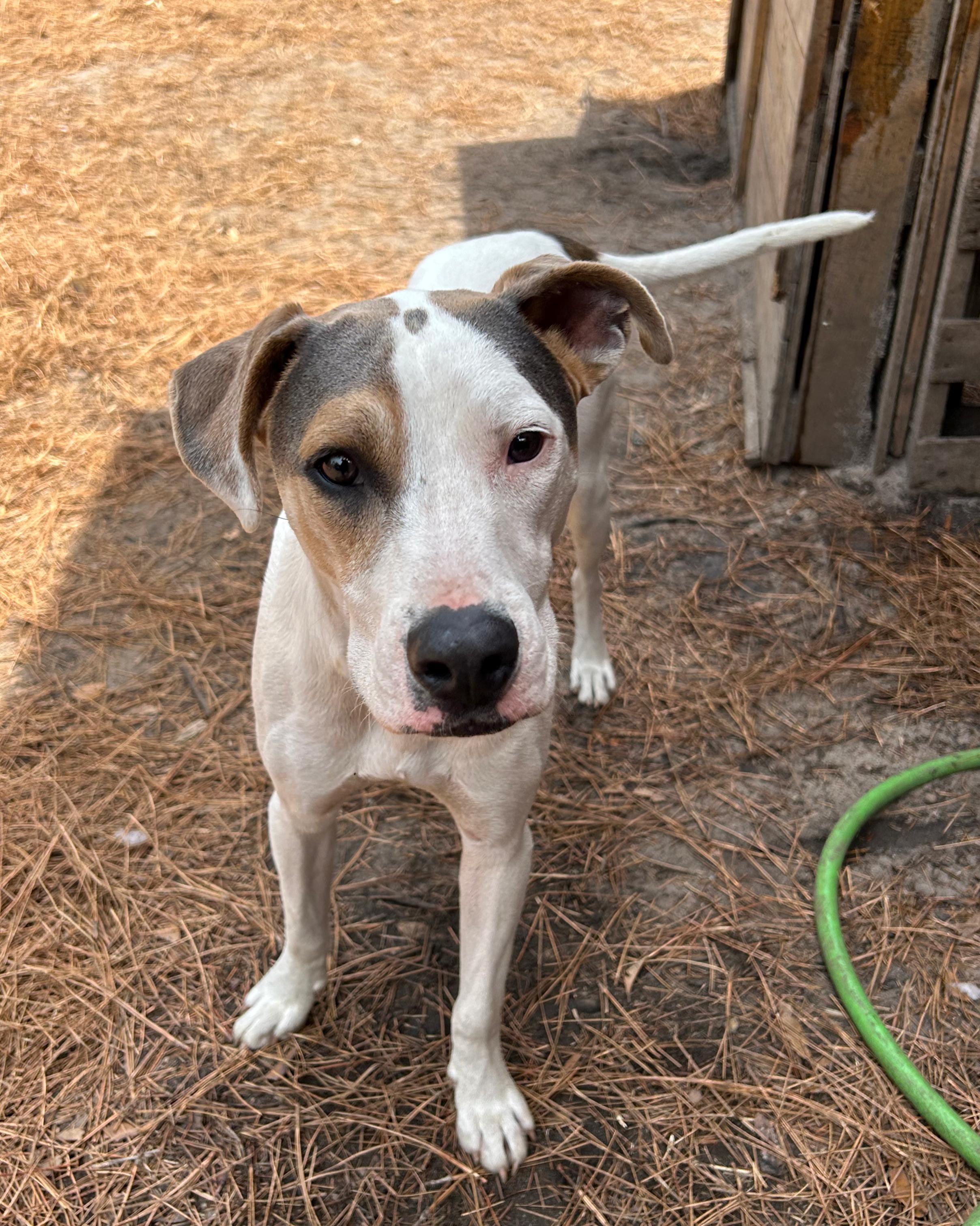 Enlarge Hobbs, an adoptable mixed breed in Pensacola, FL image 2/4