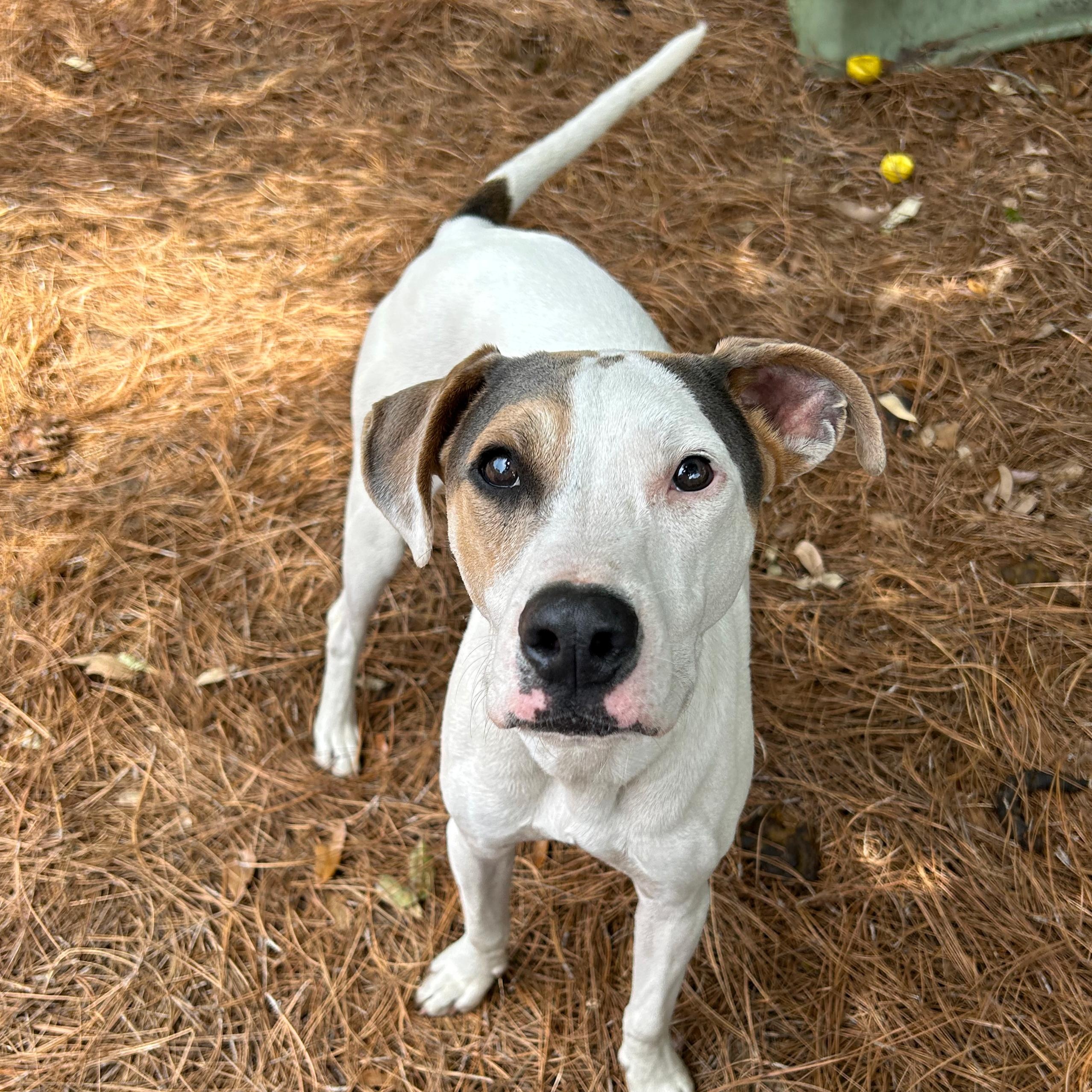 Hobbs, adoptable, Puppy Male Doberman Pinscher.