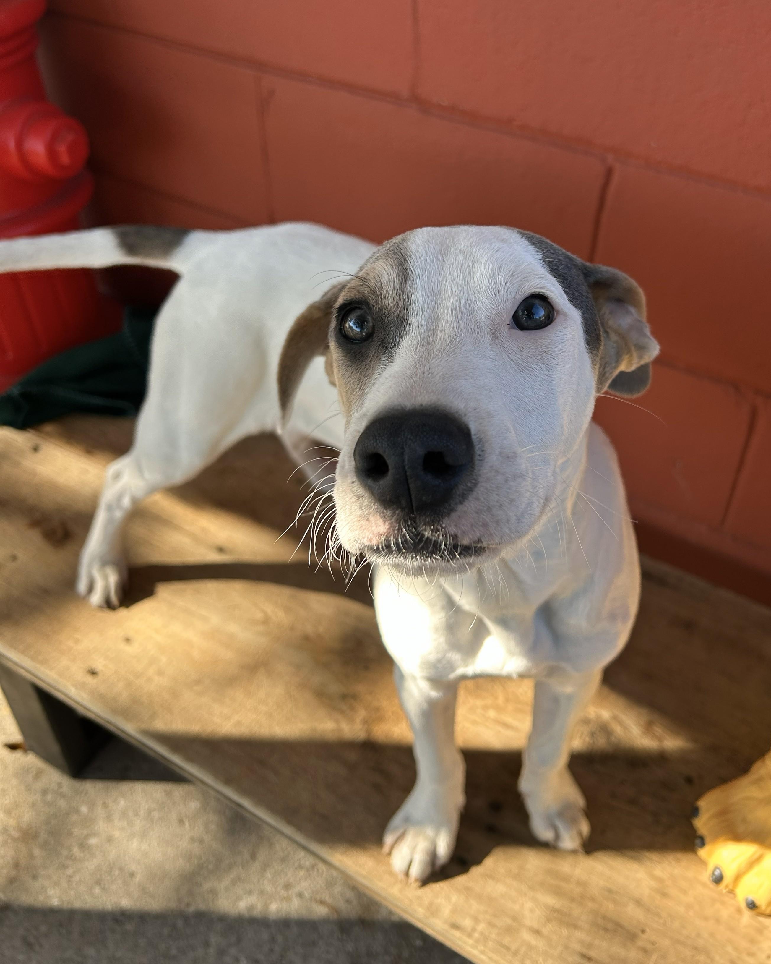 Enlarge Hobbs, an adoptable mixed breed in Pensacola, FL image 4/6