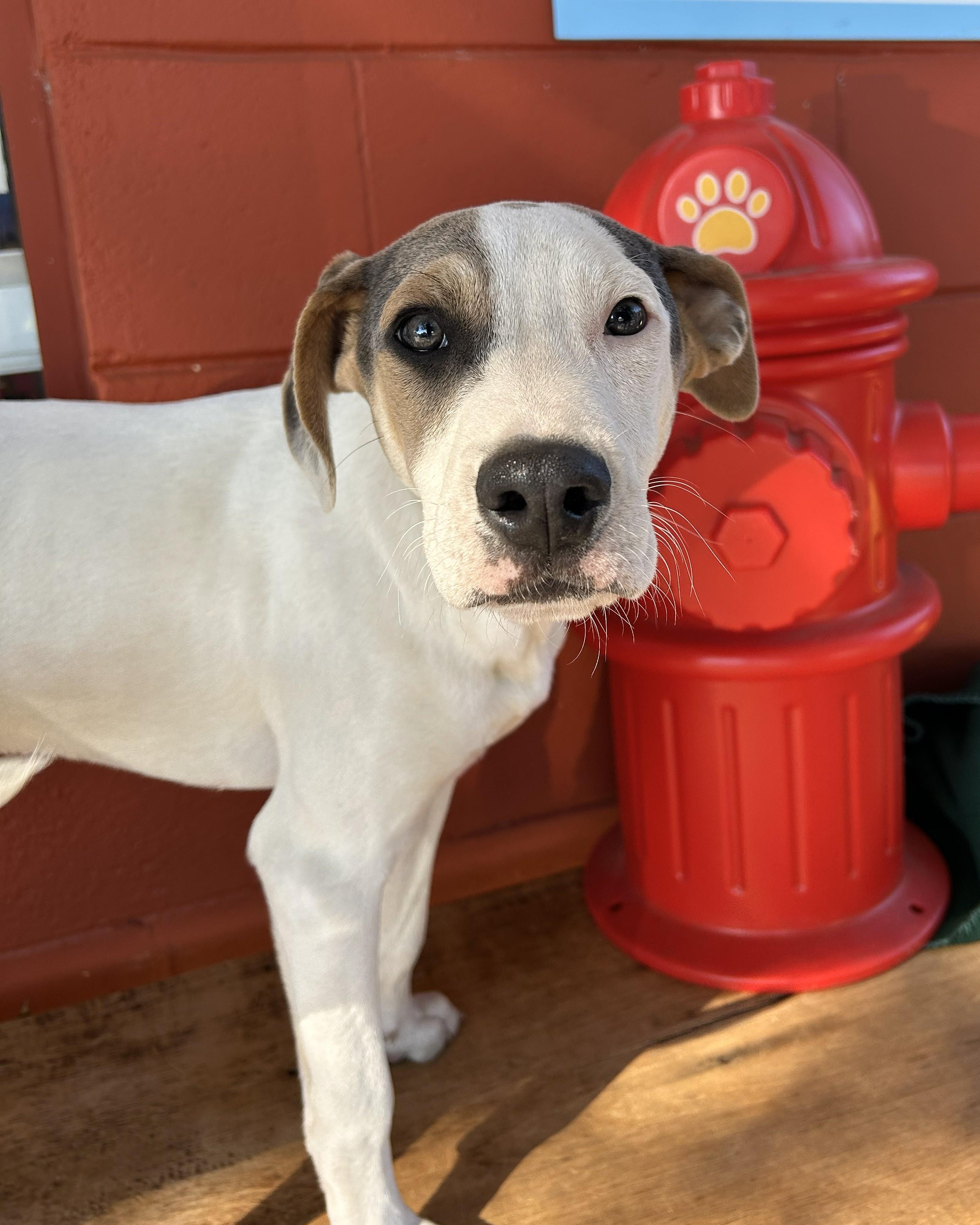 Enlarge Hobbs, an adoptable mixed breed in Pensacola, FL image 2/6