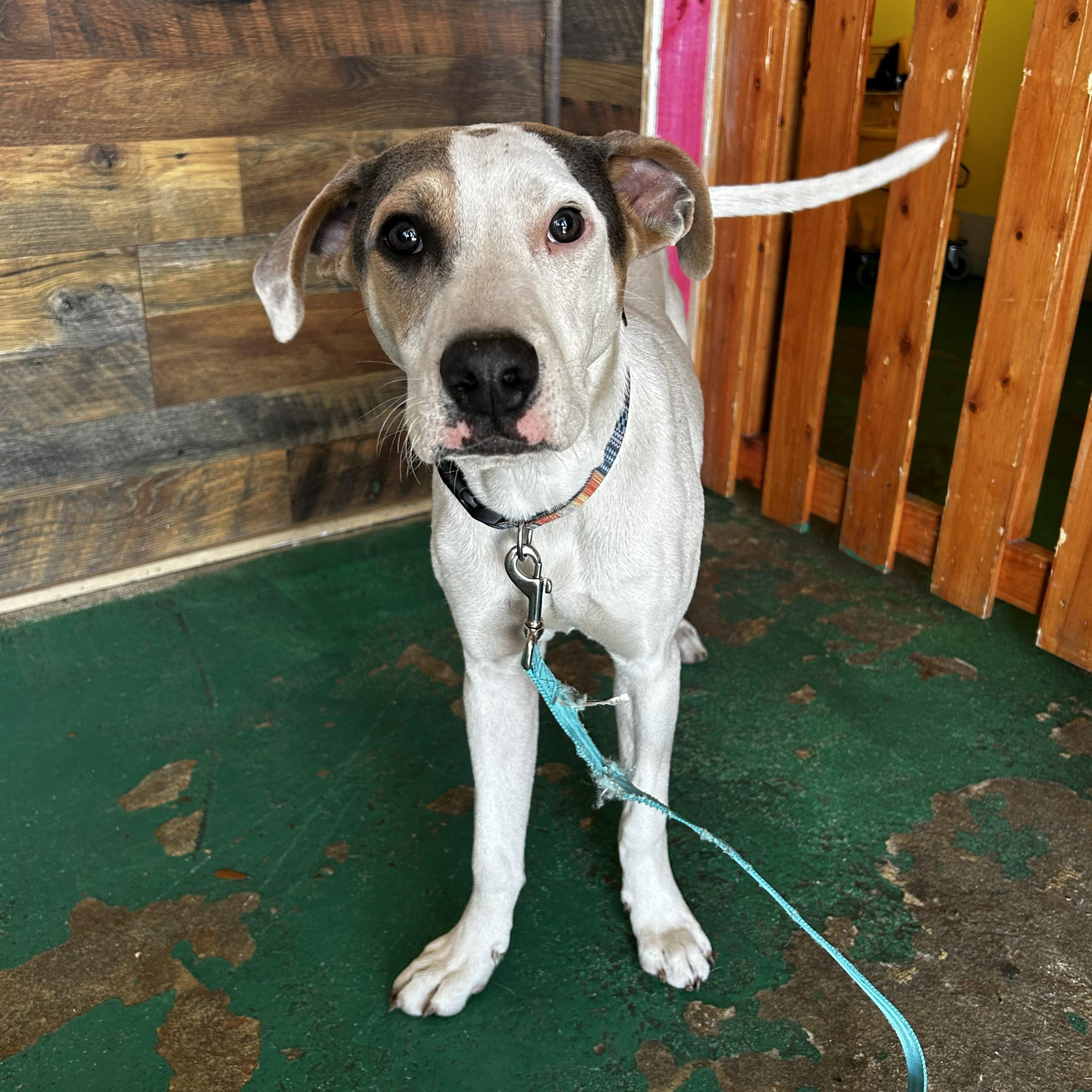 Enlarge Hobbs, an adoptable mixed breed in Pensacola, FL image 2/6