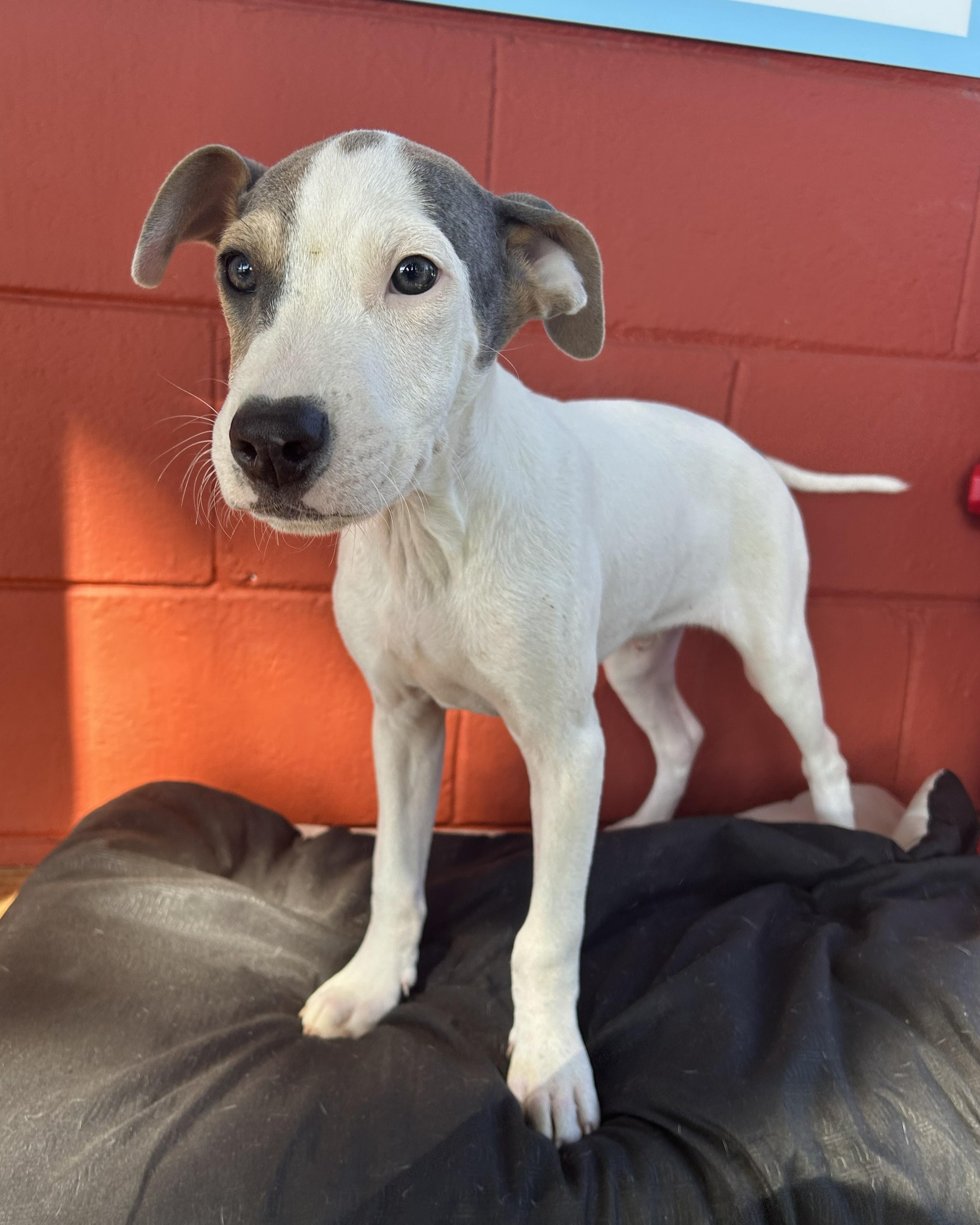 Enlarge Hobbs, an adoptable mixed breed in Pensacola, FL image 5/6