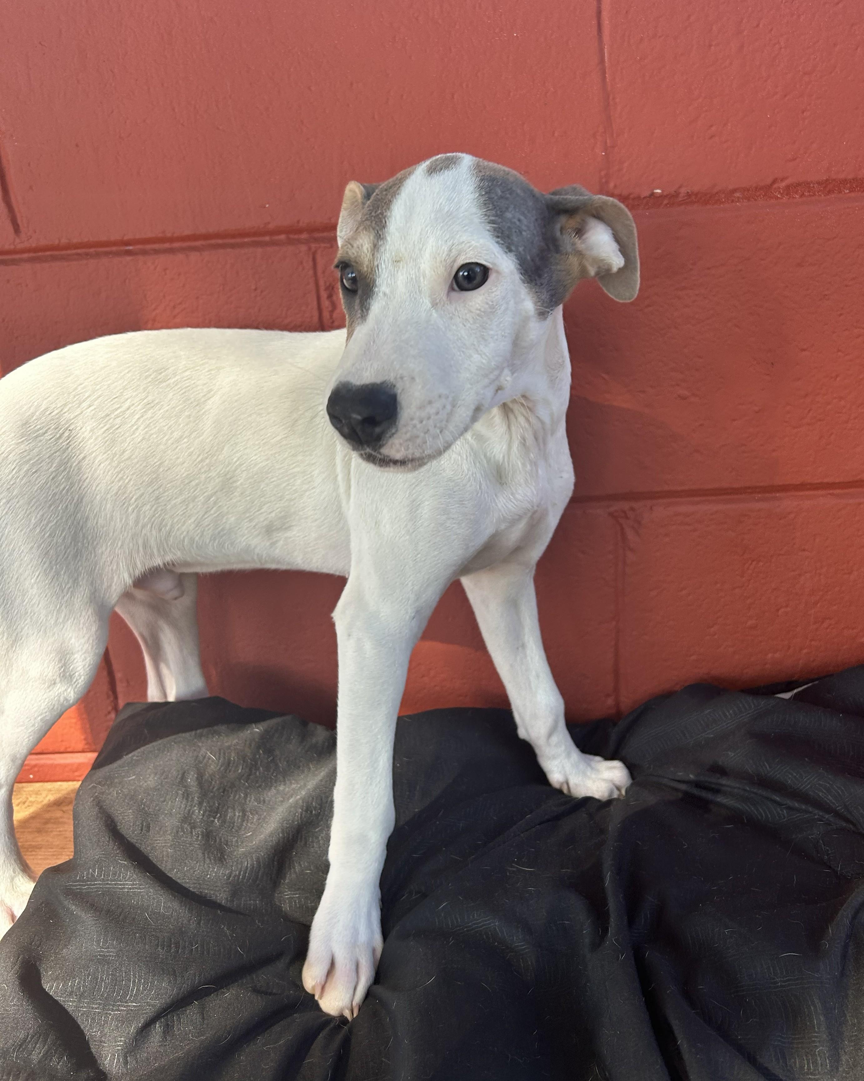 Enlarge Hobbs, an adoptable mixed breed in Pensacola, FL image 6/6