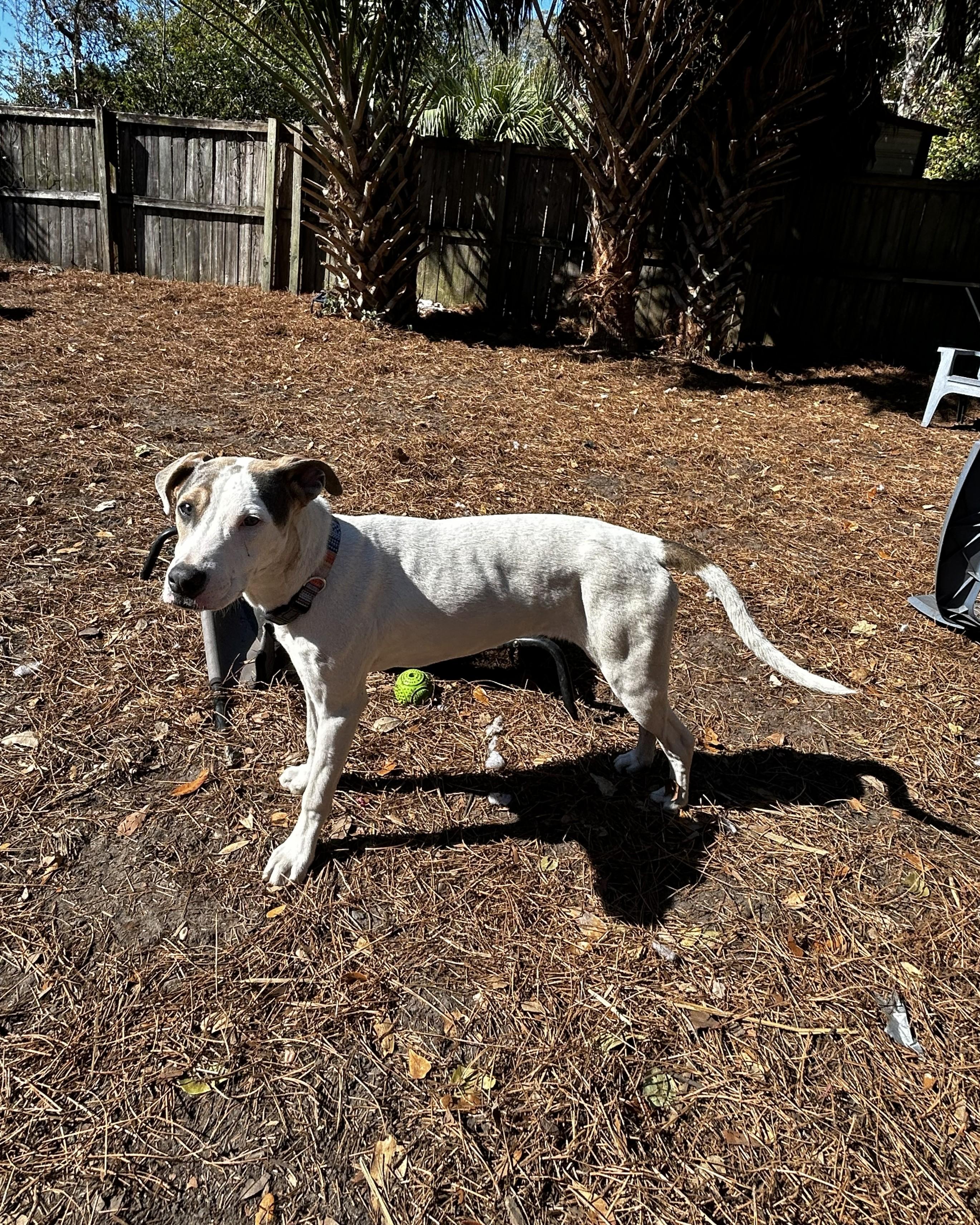Enlarge Hobbs, an adoptable mixed breed in Pensacola, FL image 3/6