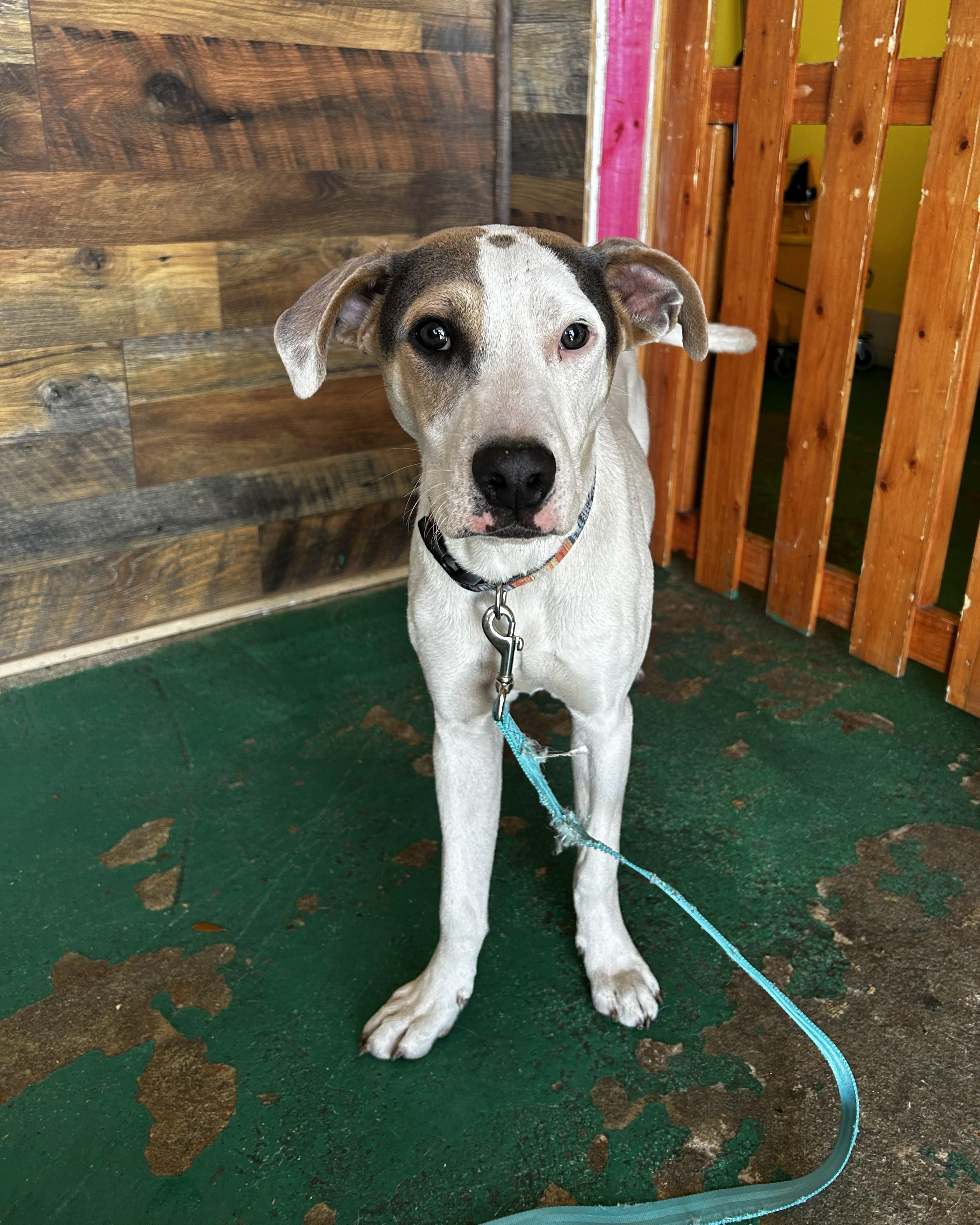 Enlarge Hobbs, an adoptable mixed breed in Pensacola, FL image 4/6