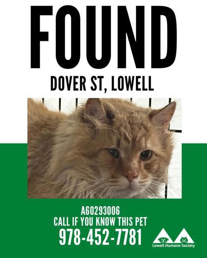 Enlarge sumo, a Adoptable mixed breed in Lowell, MA image 1/2