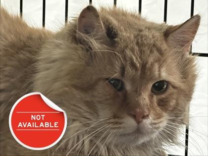 Enlarge sumo, a Adoptable mixed breed in Lowell, MA image 2/2