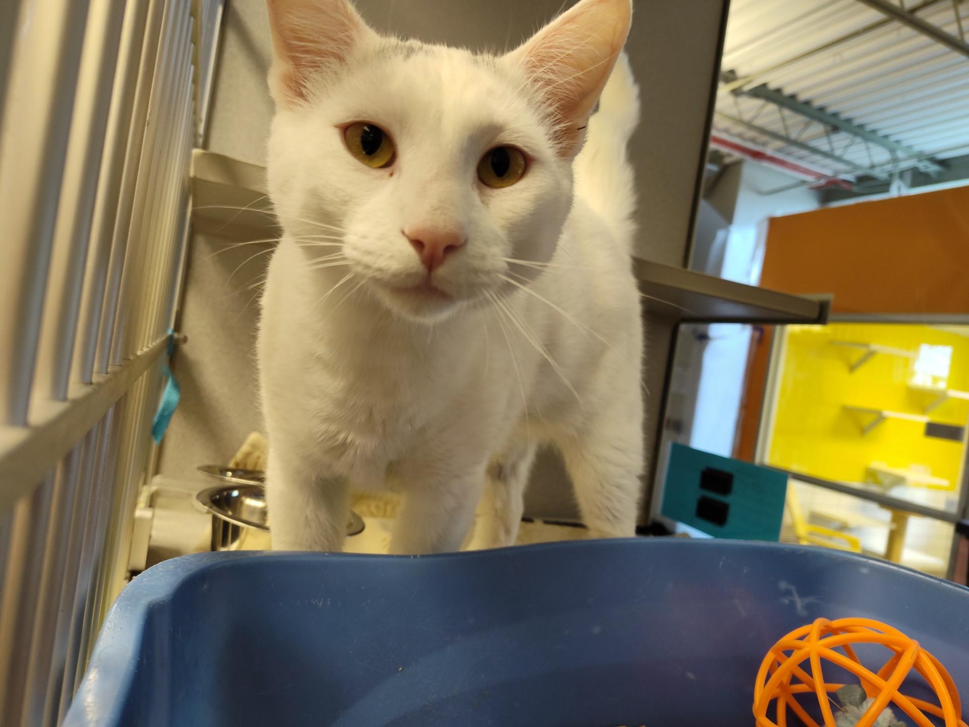 Enlarge Dastan, a Adoptable Domestic Short Hair in Cedar Rapids, IA image 1/1