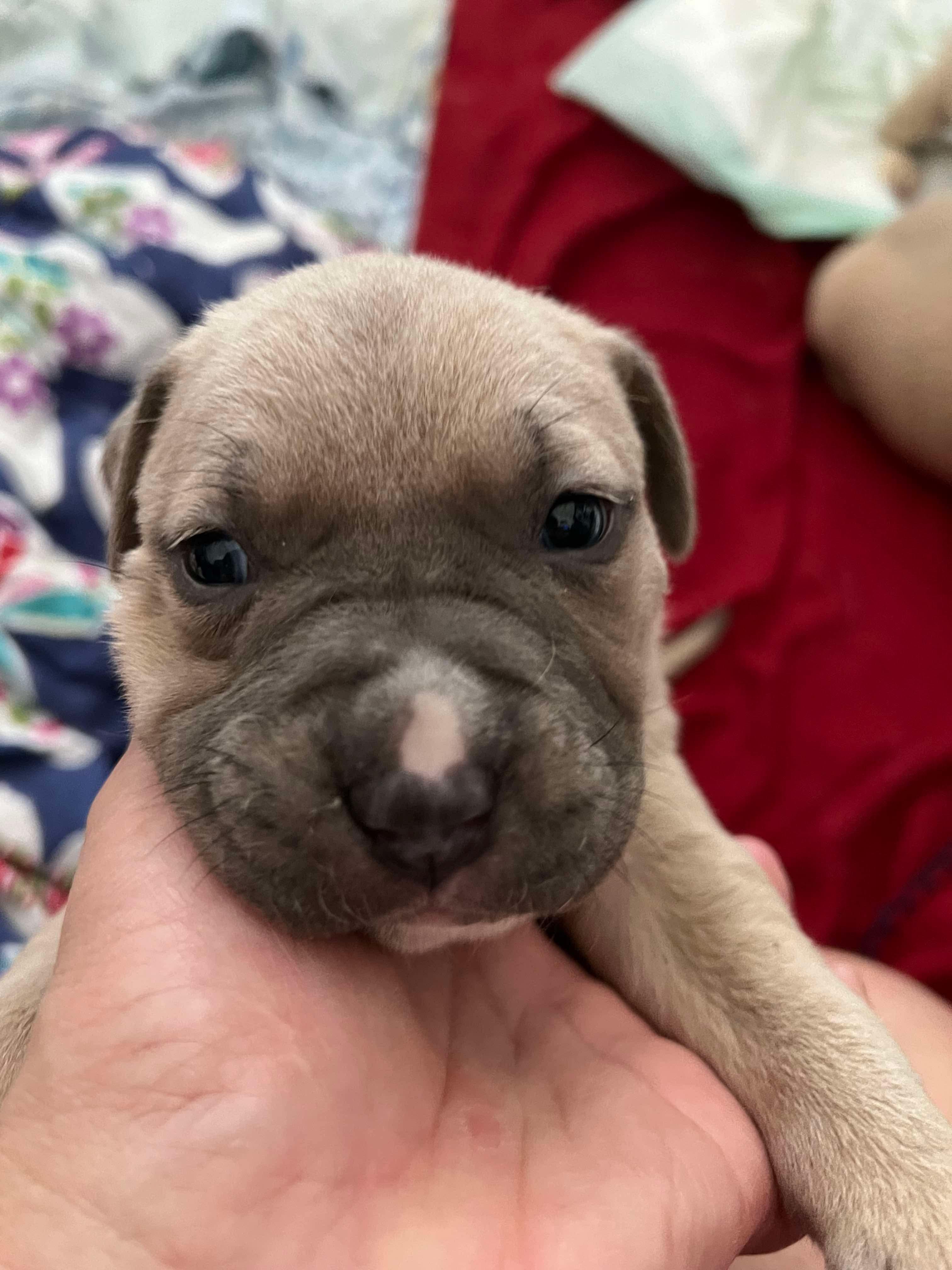 Peppa’s Puppies