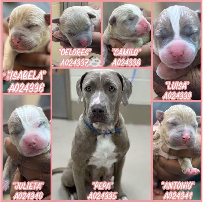 Peppa’s Puppies