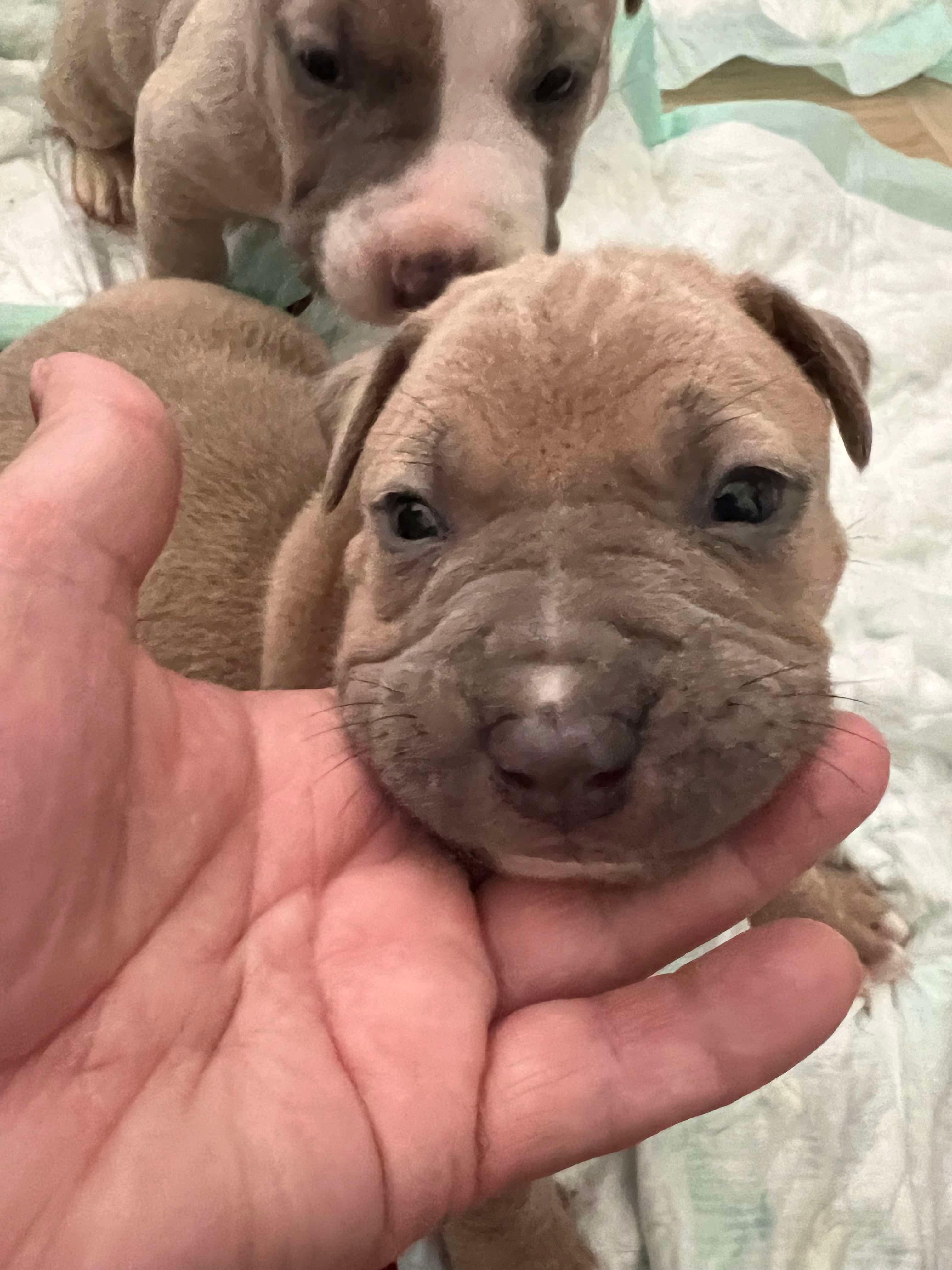 Peppa’s Puppies