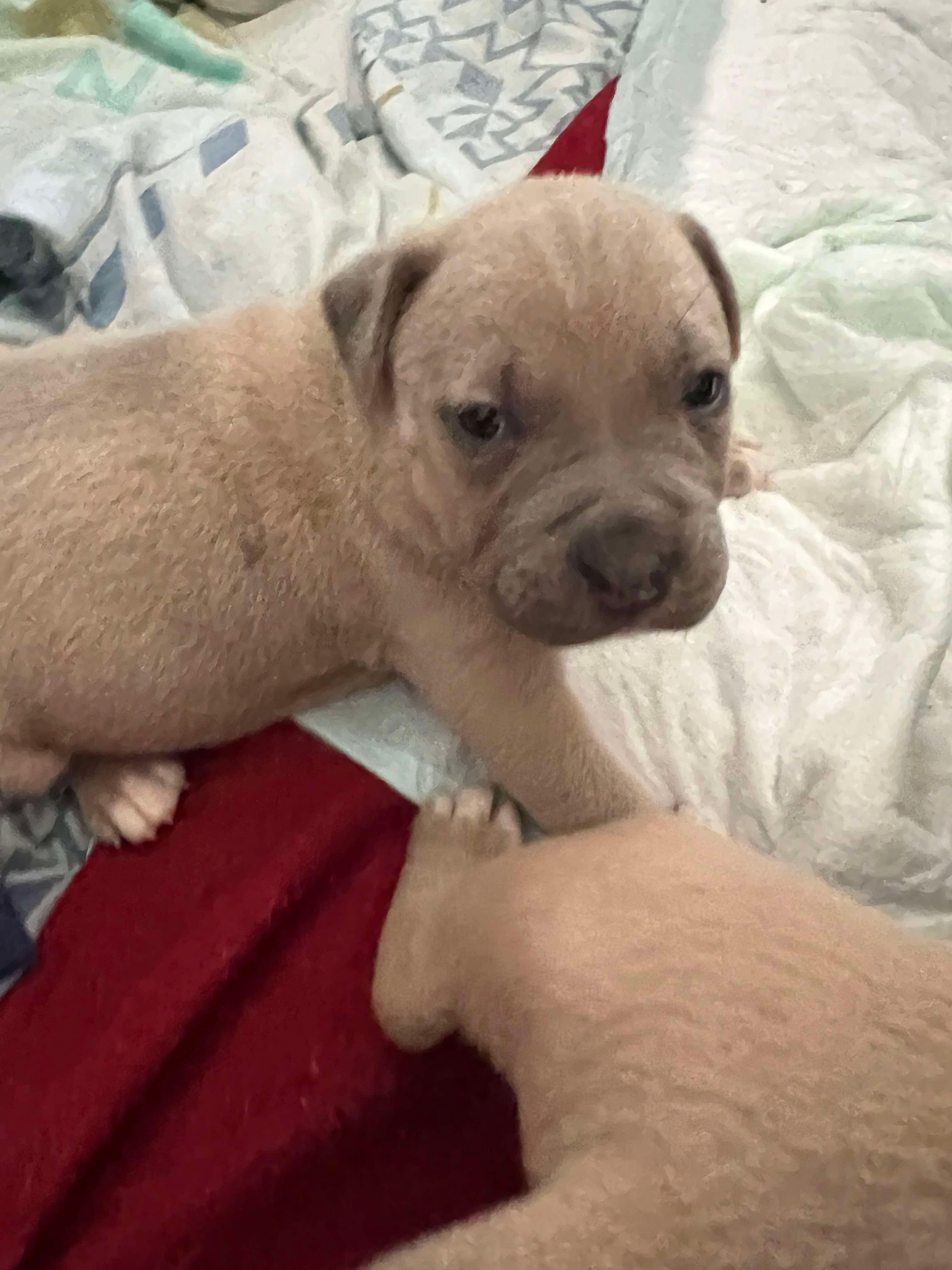 Peppa’s Puppies