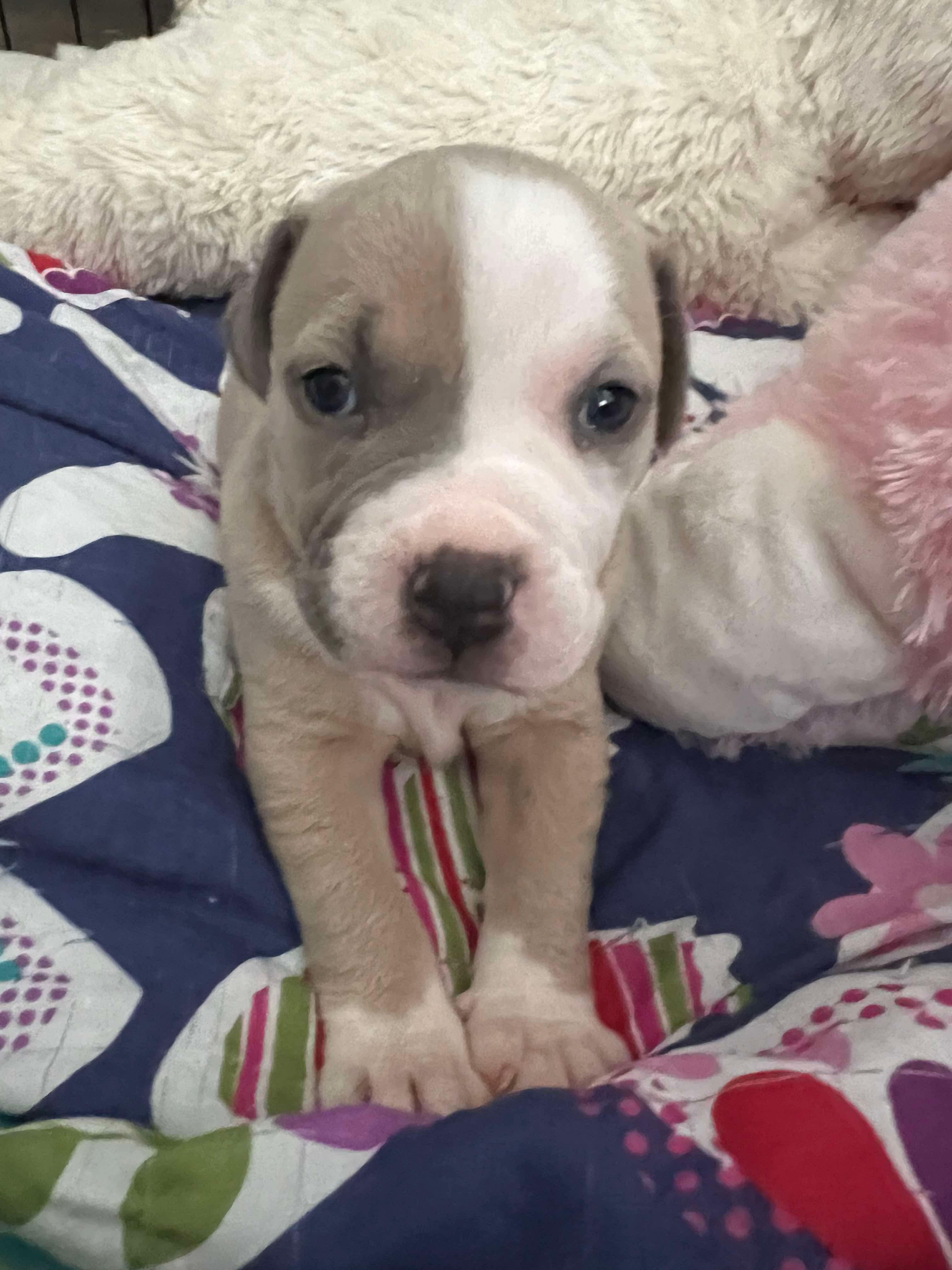 Peppa’s Puppies