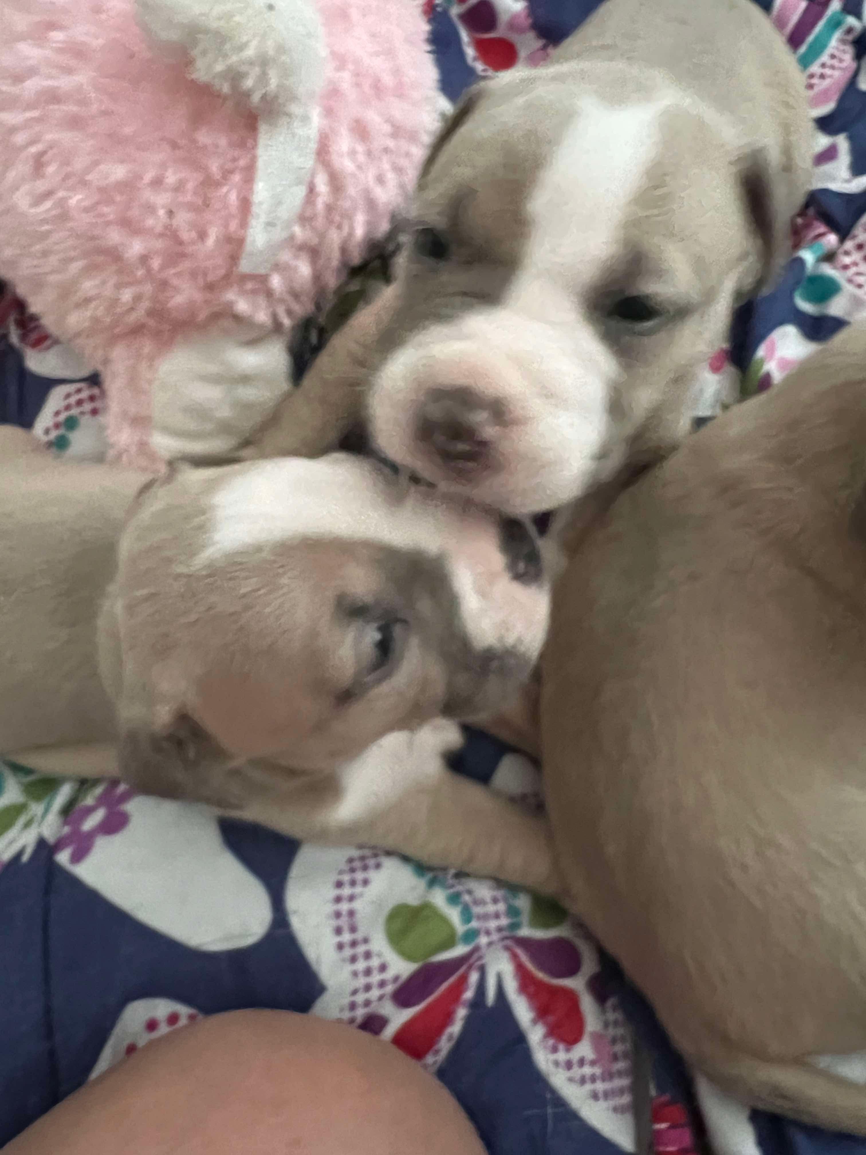 Peppa’s Puppies