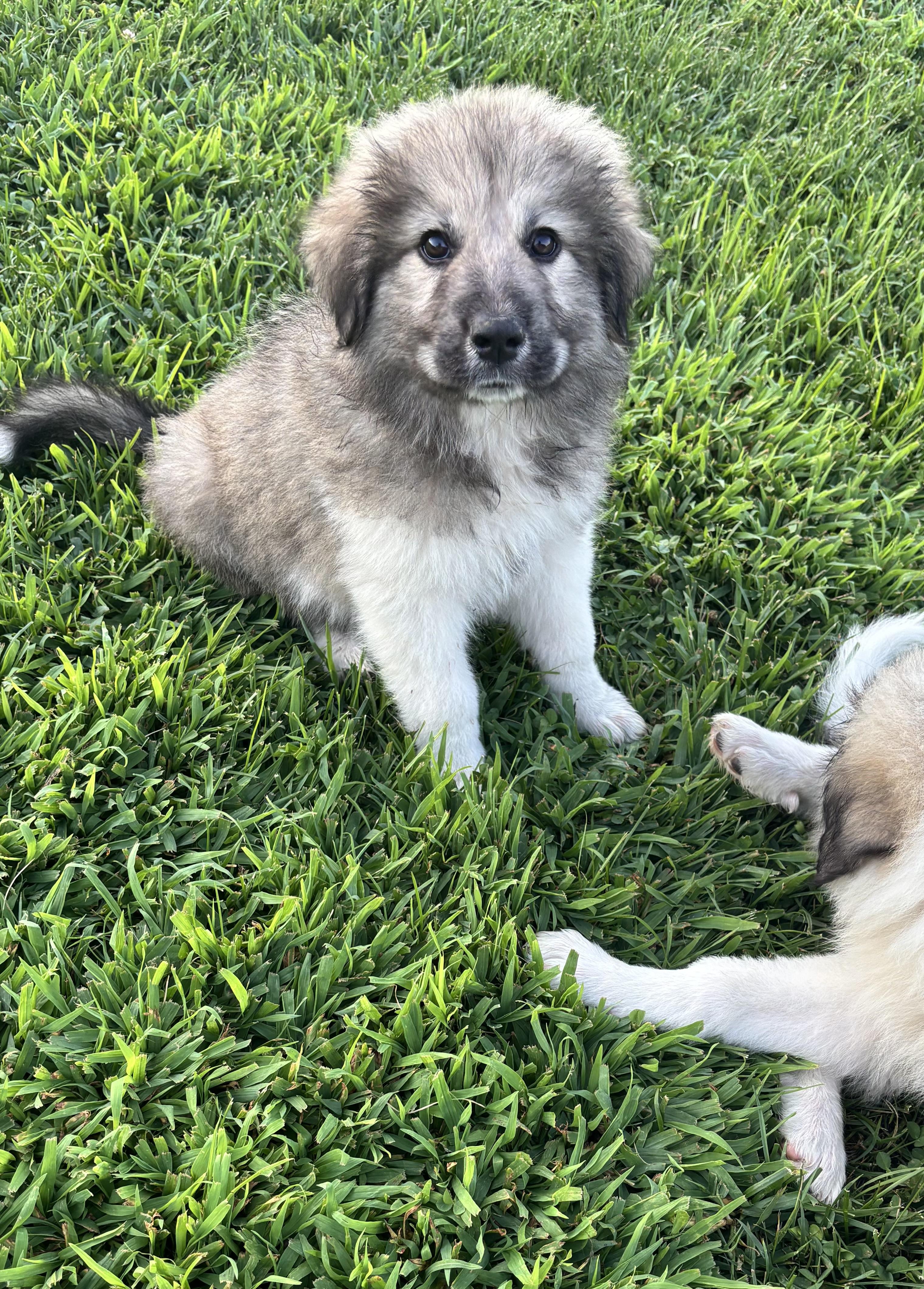 MJ, a ADOPTABLE mixed breed in Louisville, KY image 2/3