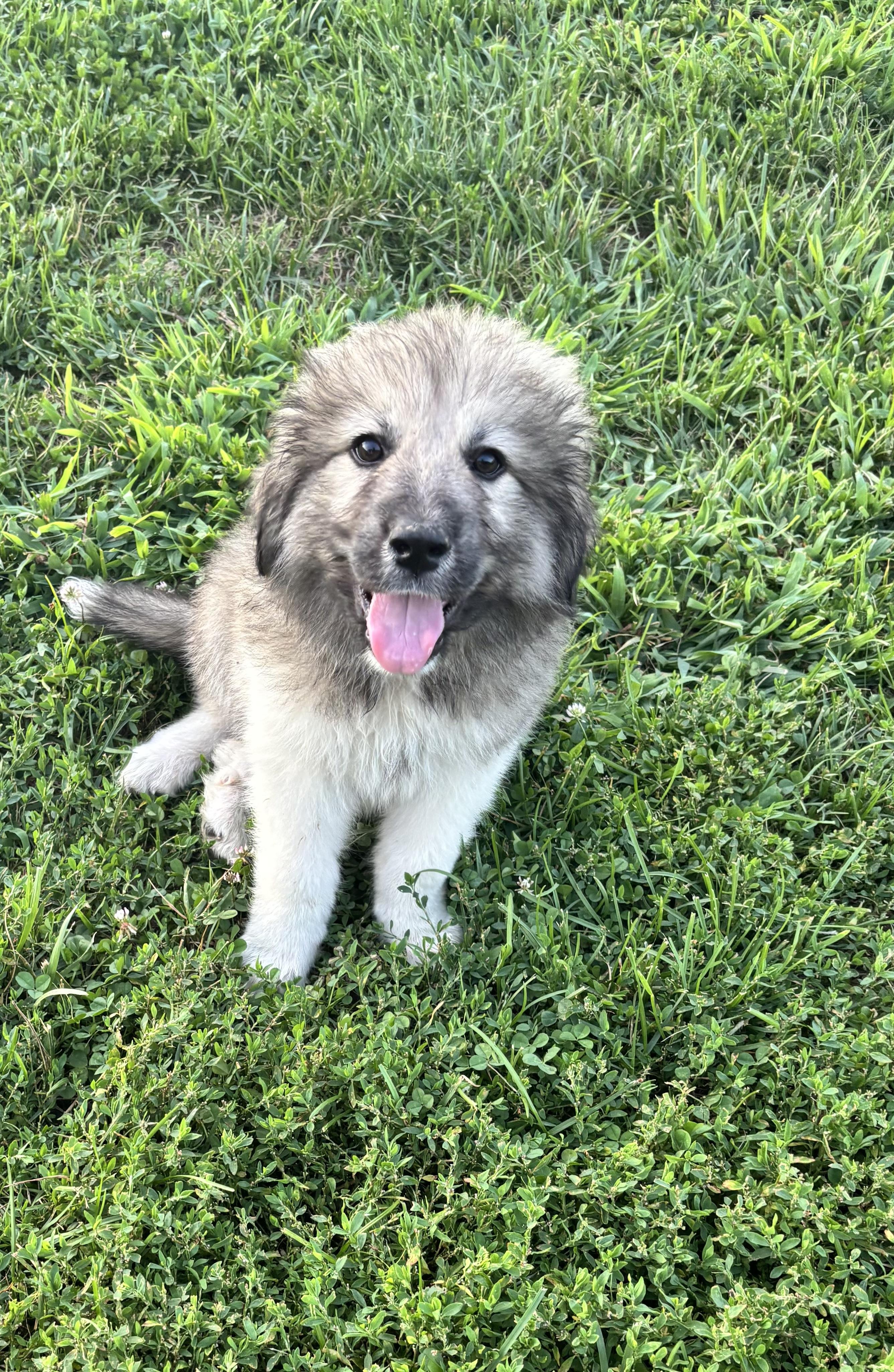 MJ, a ADOPTABLE mixed breed in Louisville, KY image 3/3