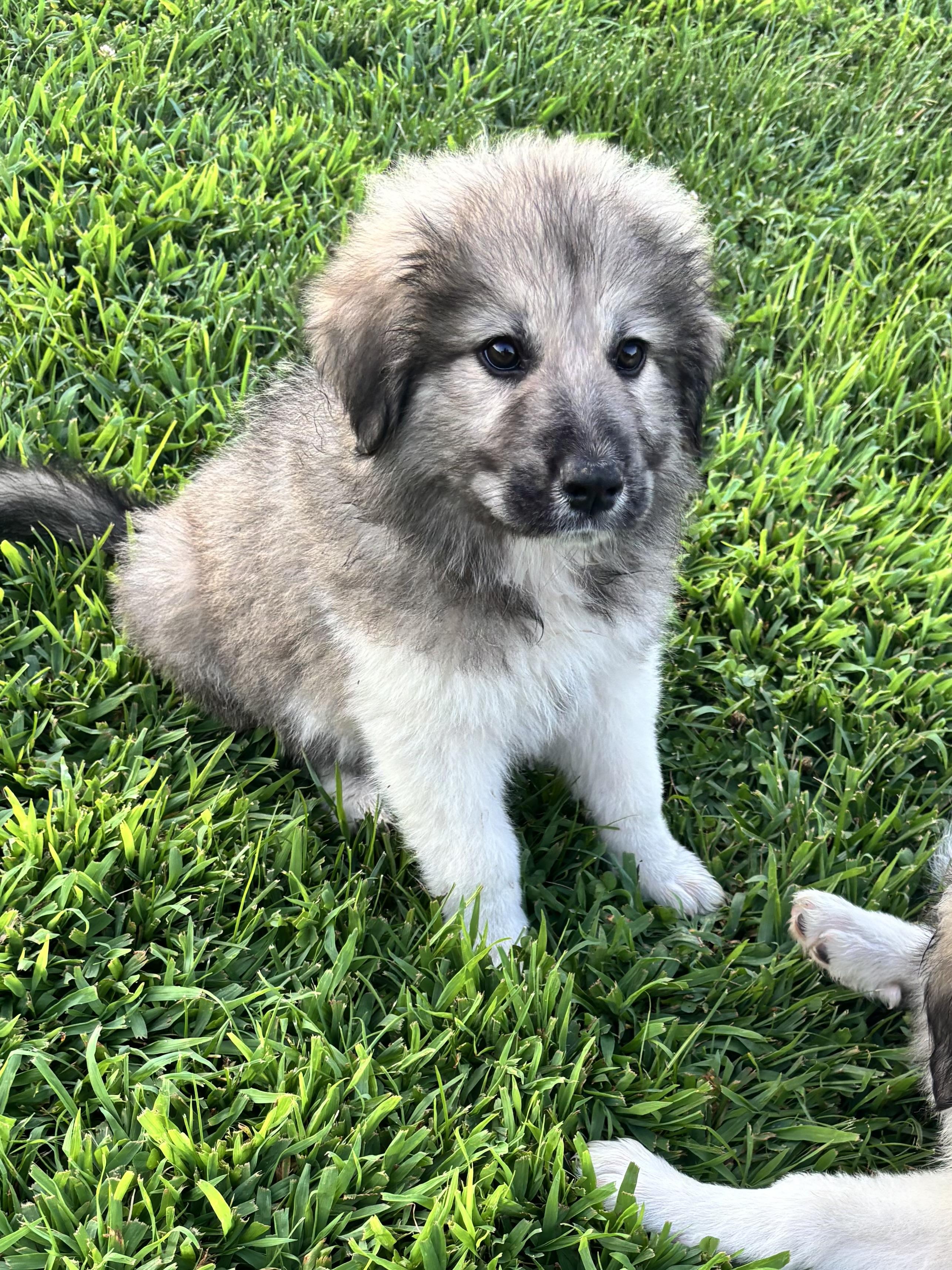MJ, ADOPTABLE, Puppy Female Great Pyrenees.