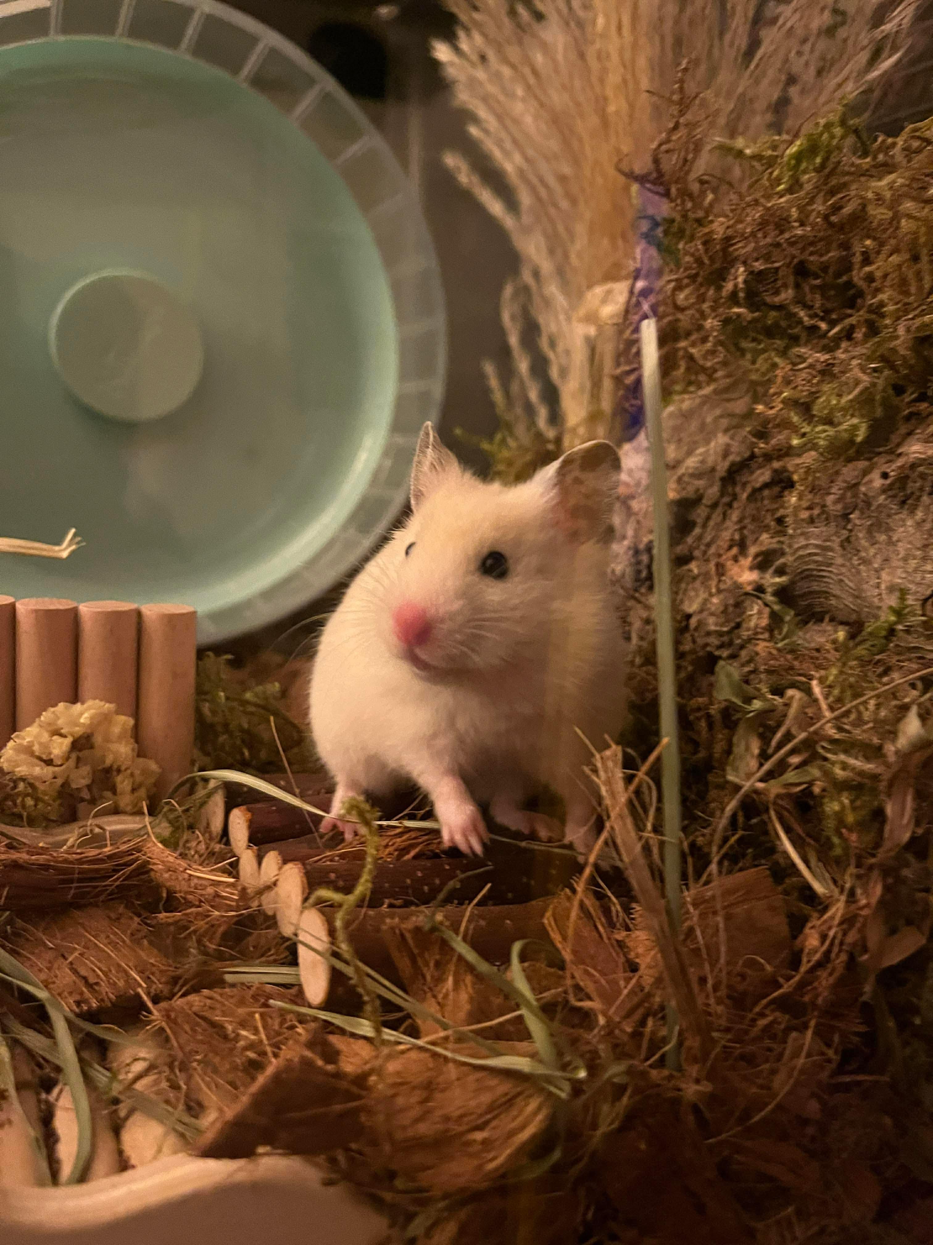 Enlarge Snow Crystal, a ADOPTABLE Hamster in Eugene, OR image 3/4