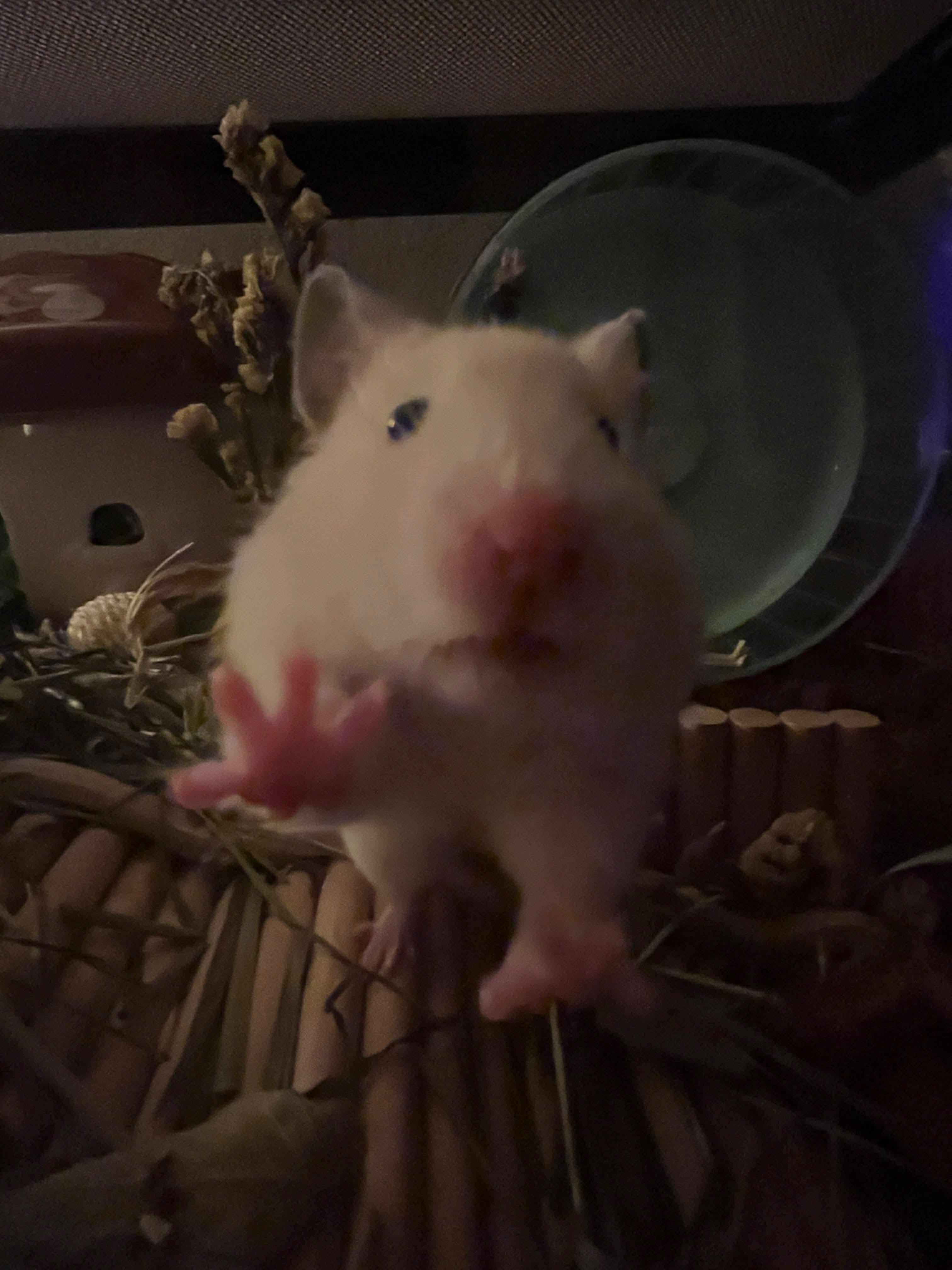 Snow Crystal, ADOPTABLE, Baby Female Hamster.