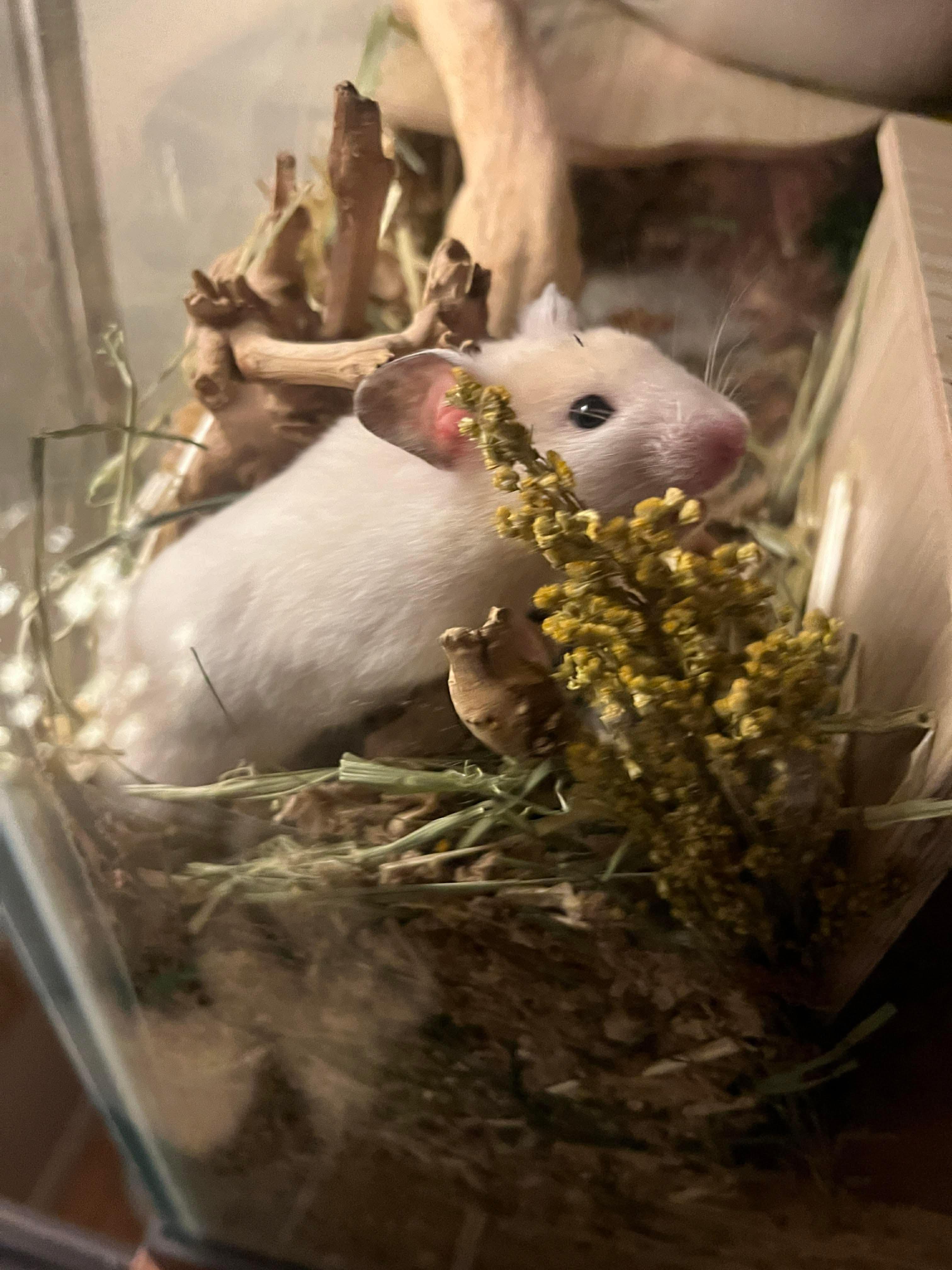 Enlarge Snow Crystal, a ADOPTABLE Hamster in Eugene, OR image 2/4